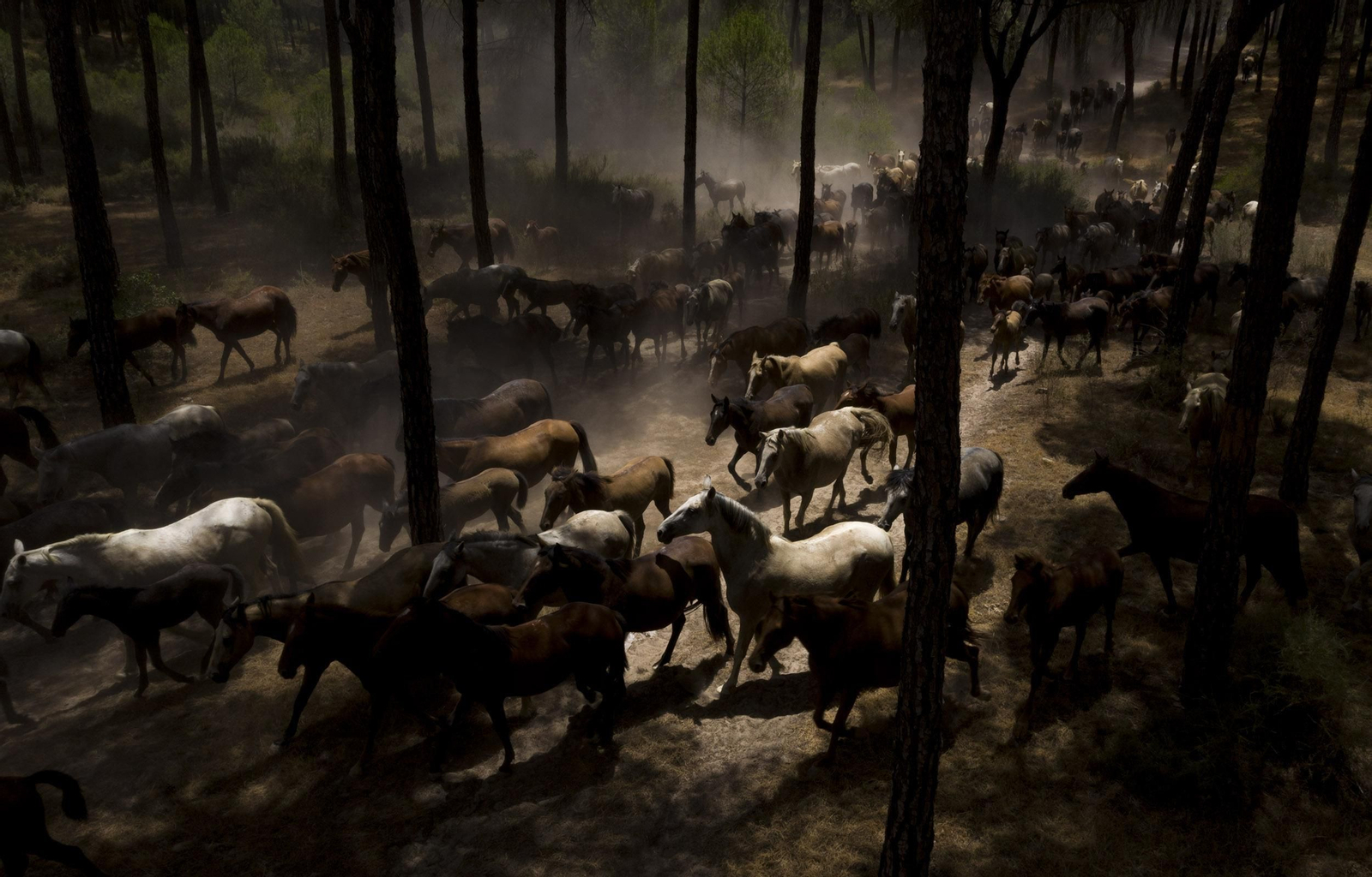 La Saca de las Yeguas, en imágenes