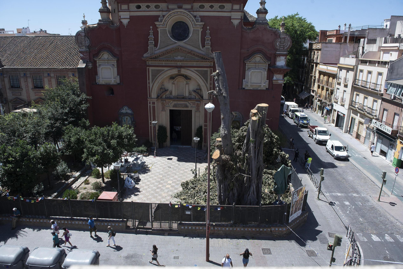 Estado en el que se encuentra el ficus en el atrio de la parroquia de San Jacinto.