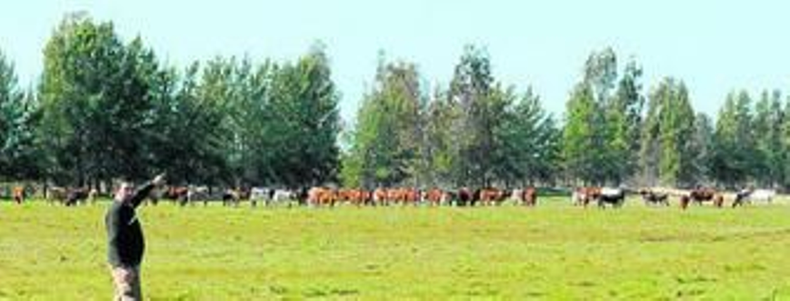 Chavero, señalando el ganado de su explotación almonteña.