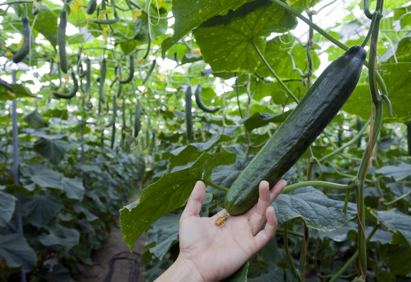 Una empresa de Granada vendía como "bio" toneladas de pepino convencional
