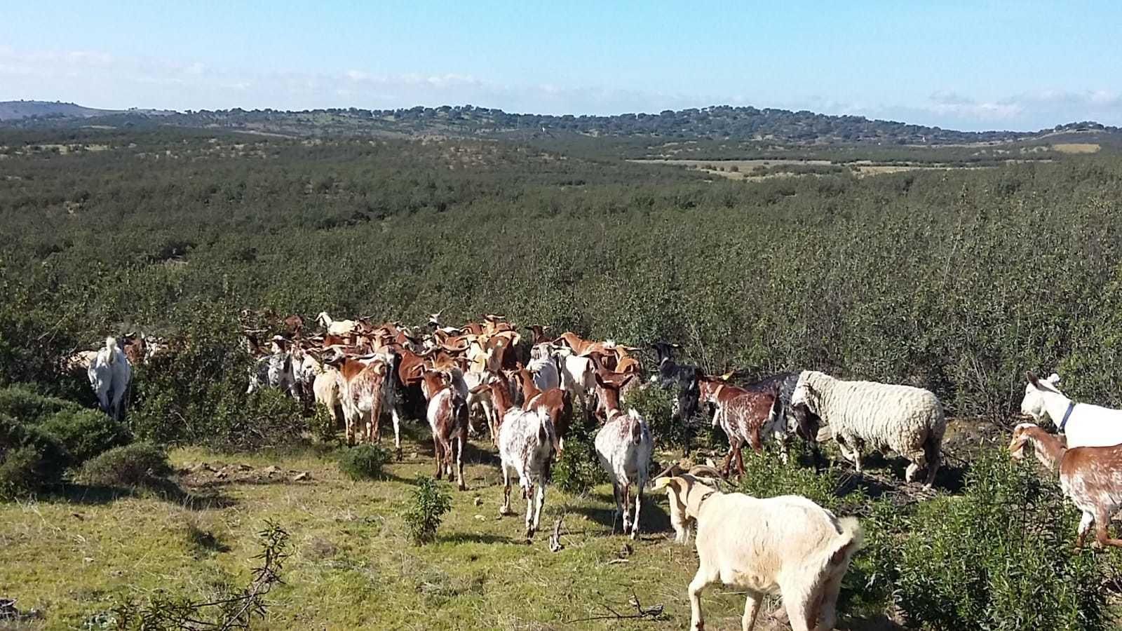 Rebaño de cabras en una zona de tierras comunales.
