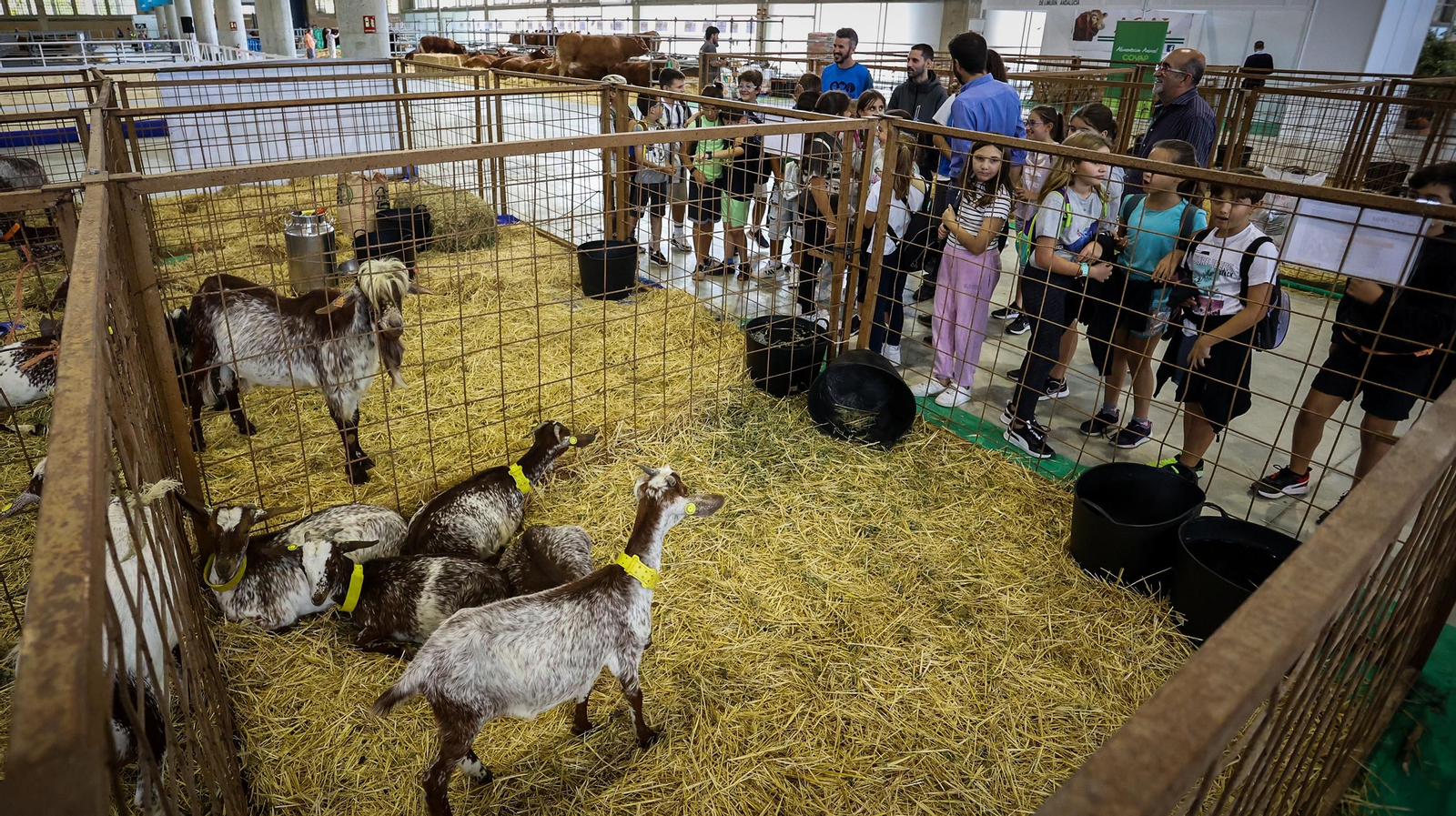Comienza la feria de la ganadería y la agricultura en IFECA