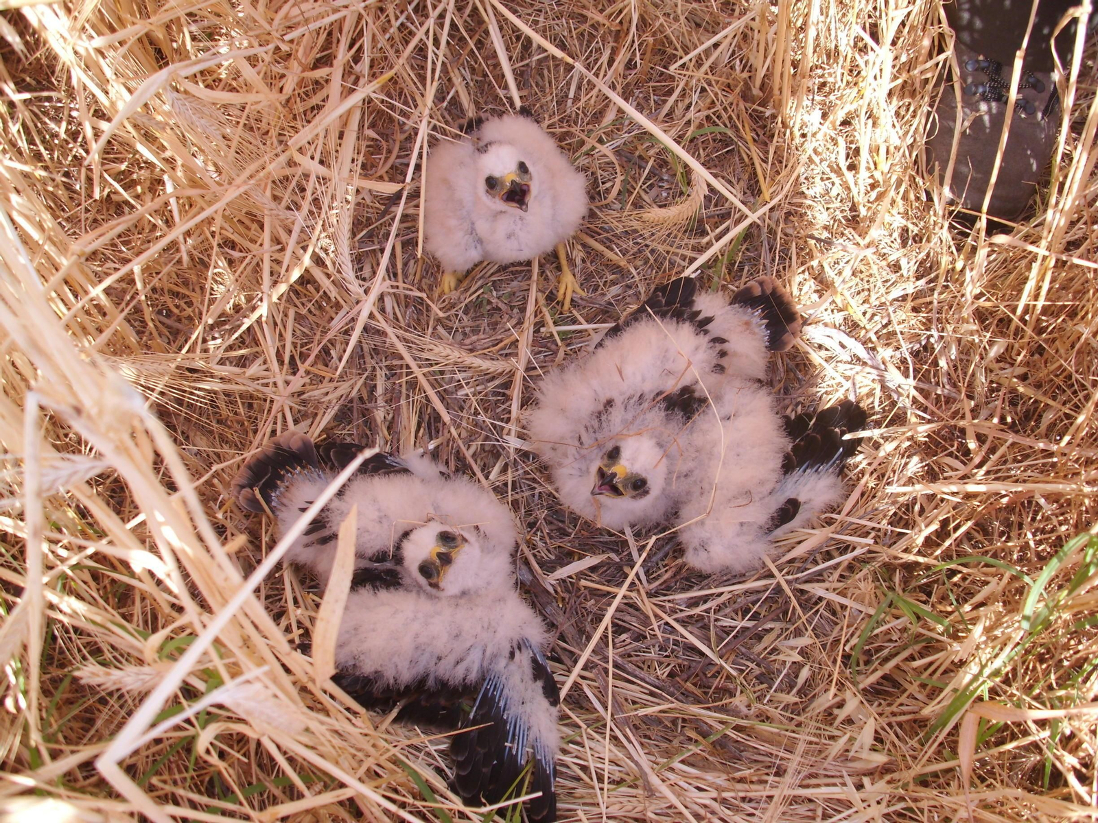 Varías crías de aguilucho cenizo, en su nido.