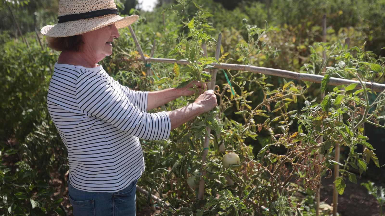 Otra de las voluntarias, 'mimando' una tomatera.