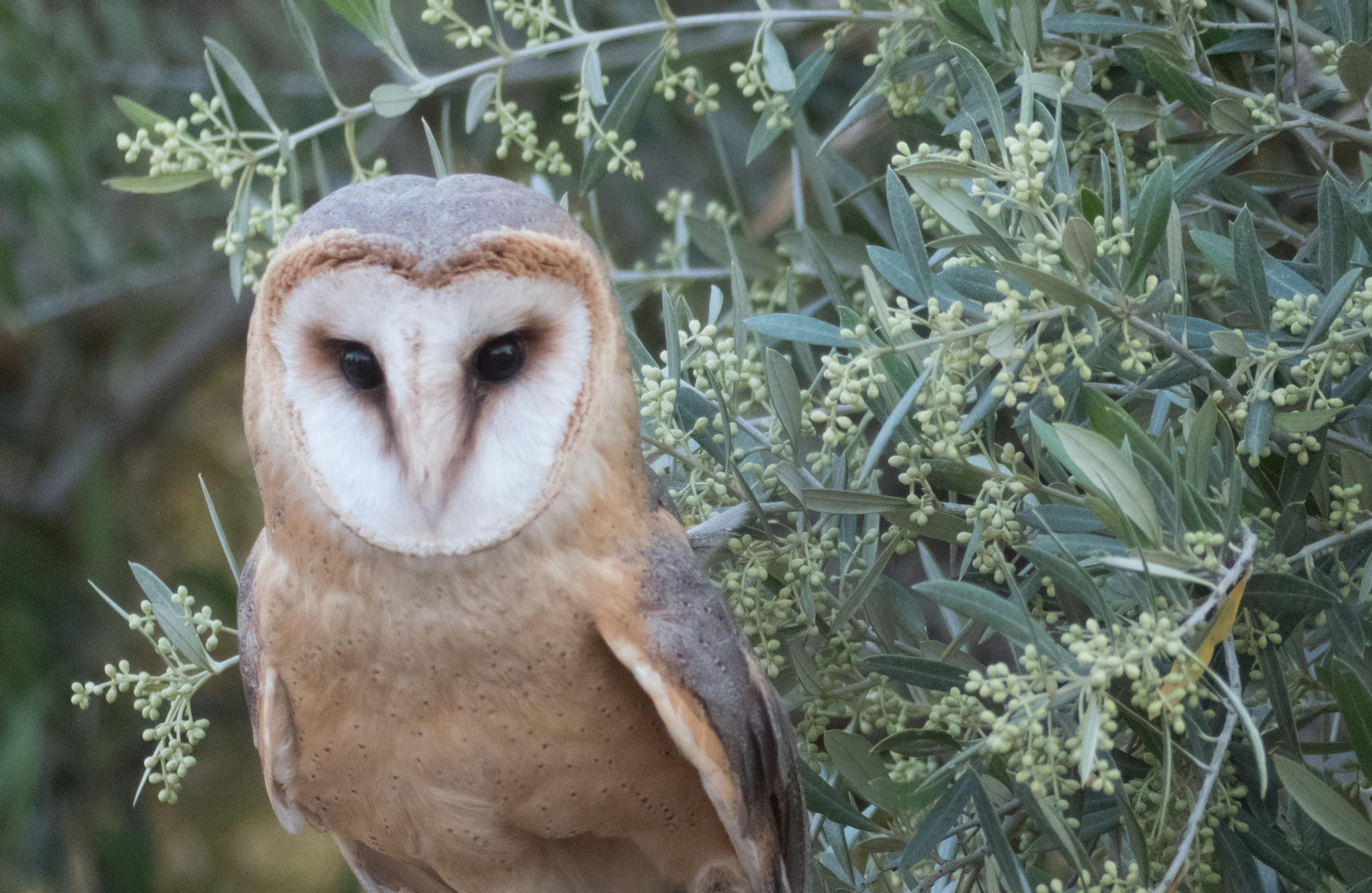 Imagen de una lechuza en un olivar difundida por SEO/Birdlife.