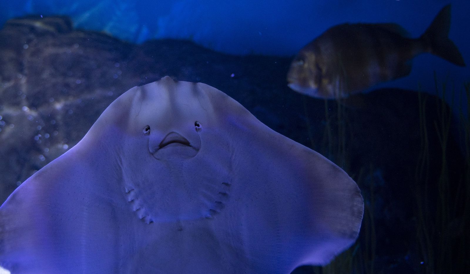 La reapertura del acuario de Sevilla, en imágenes