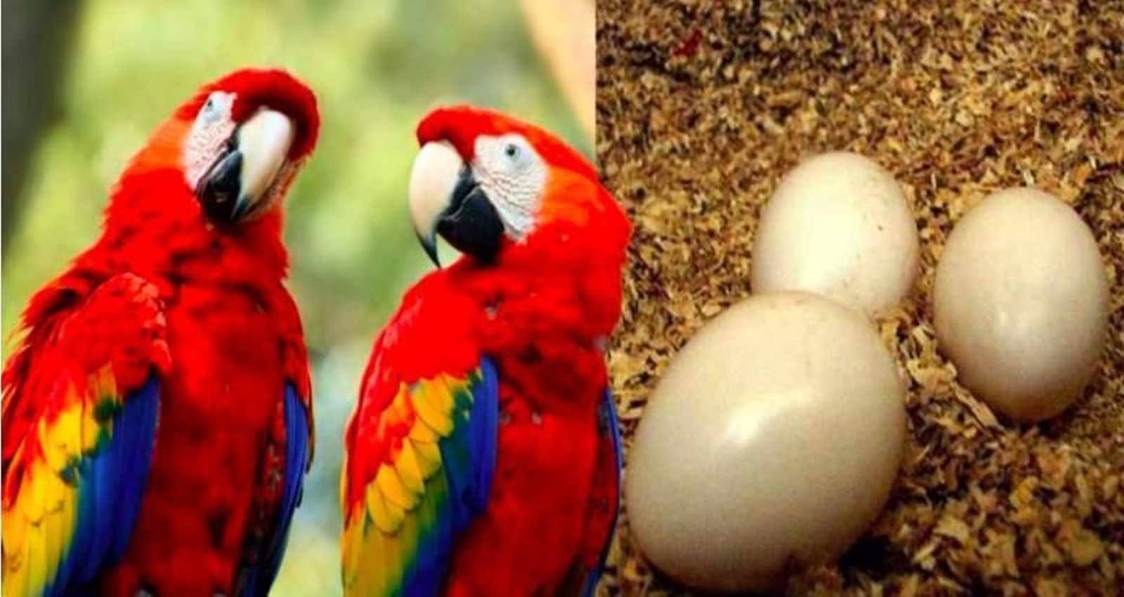 Descubren en Argentina huevos de Guacamayo donde se creían extintos