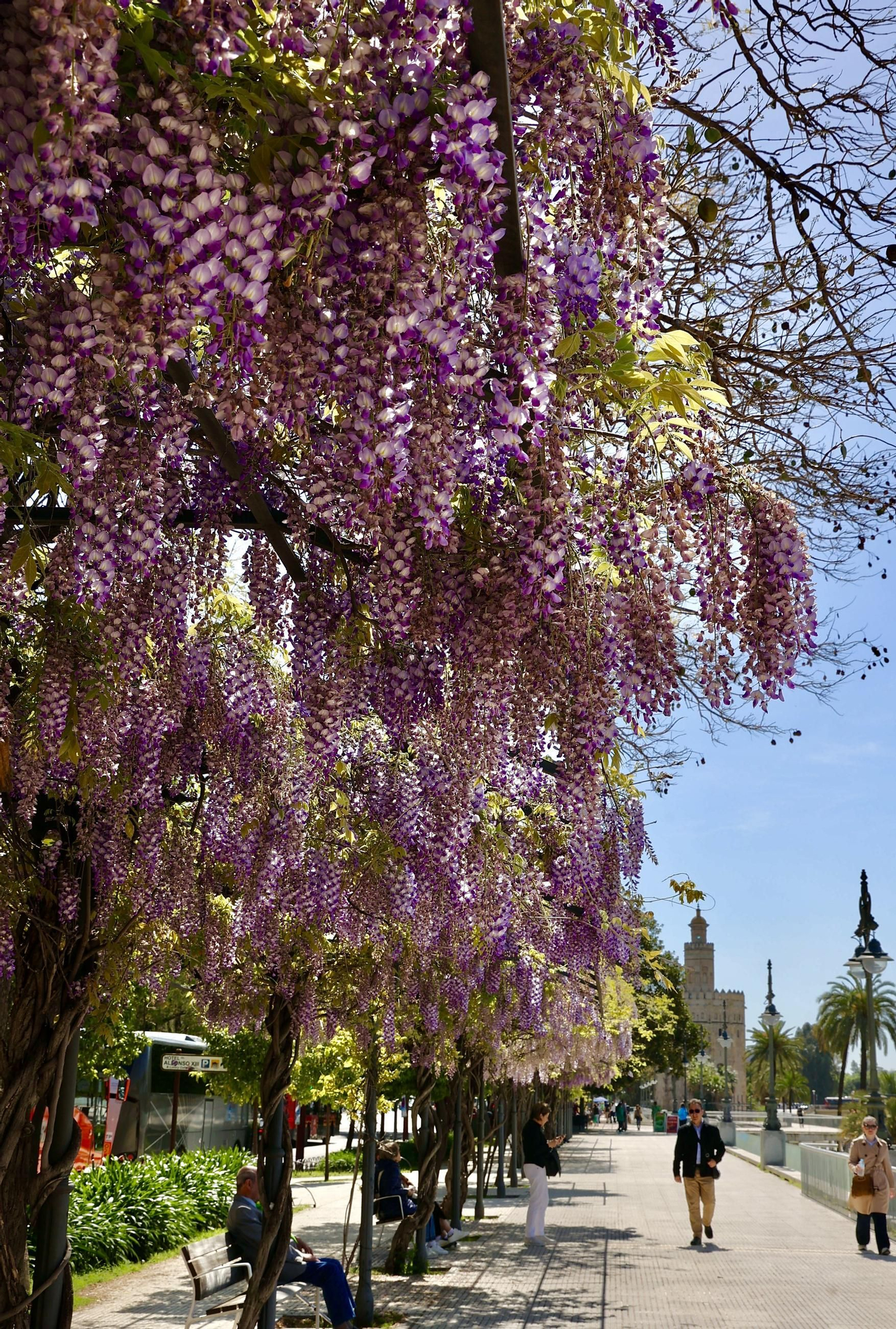 La belleza de las glicinias del Paseo de Cristóbal Colón