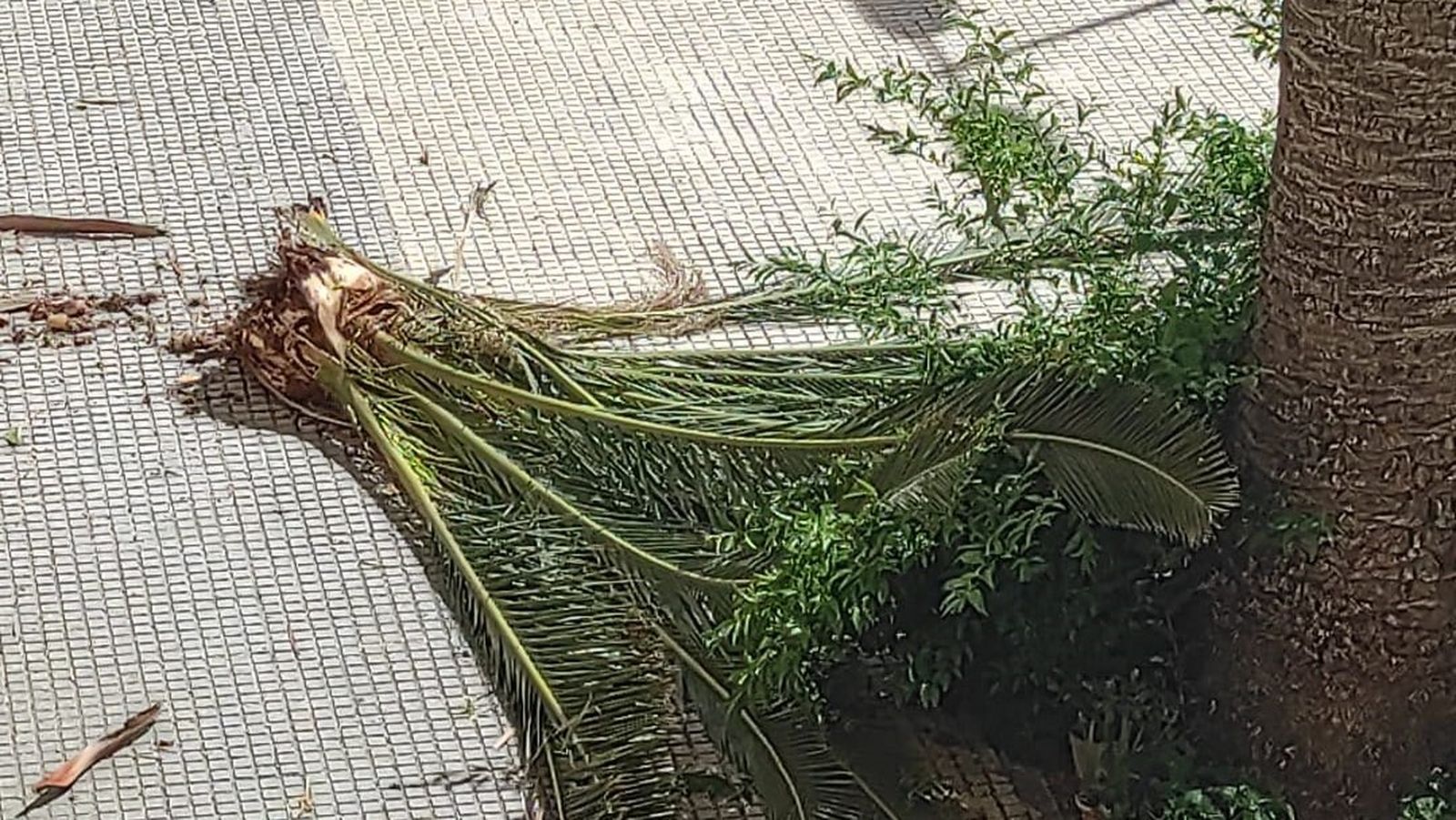 Ramas de la corona de la palmera que cayeron al suelo en la barriada Cayetano Roldán de San Fernando.