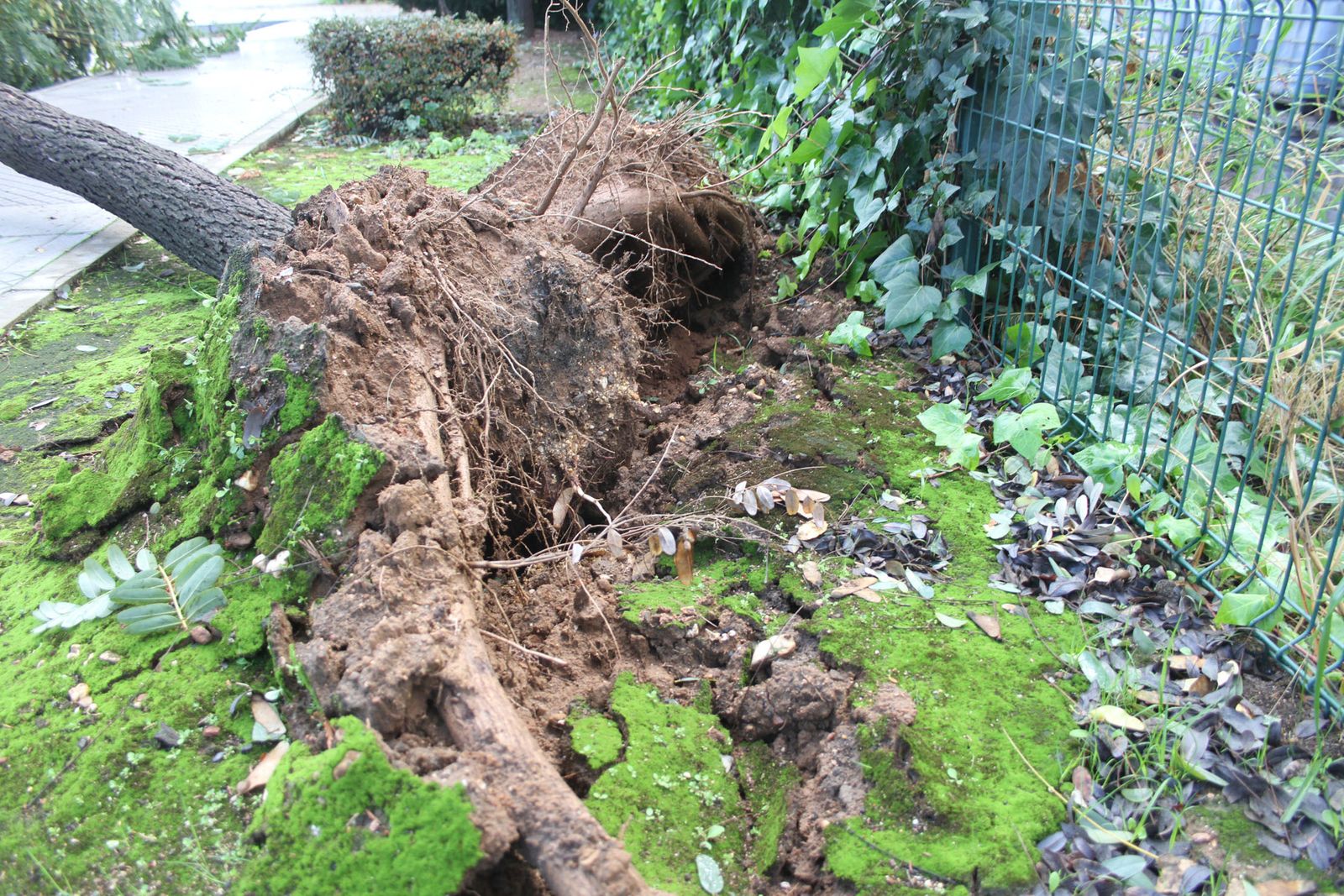 Consecuencias del temporal de lluvia y viento a su paso por la capital