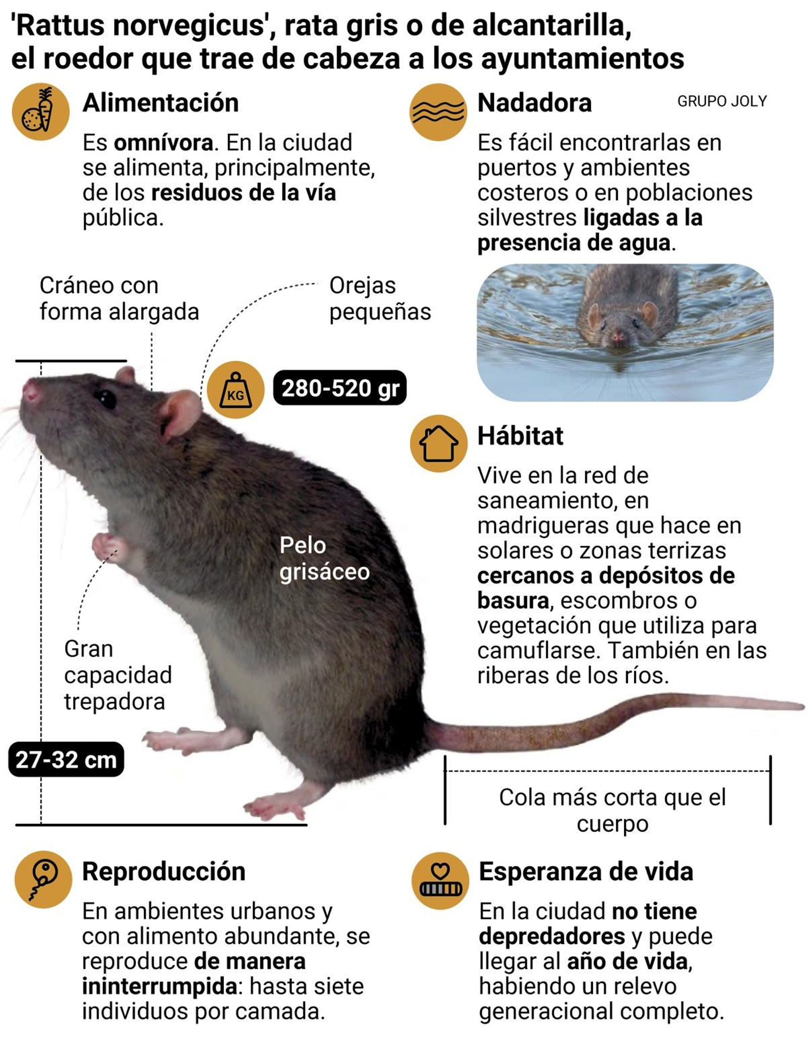 Rata gris o de alcantarilla, el roedor que trae de cabeza a los ayuntamientos. Fuente: elaboración propia.