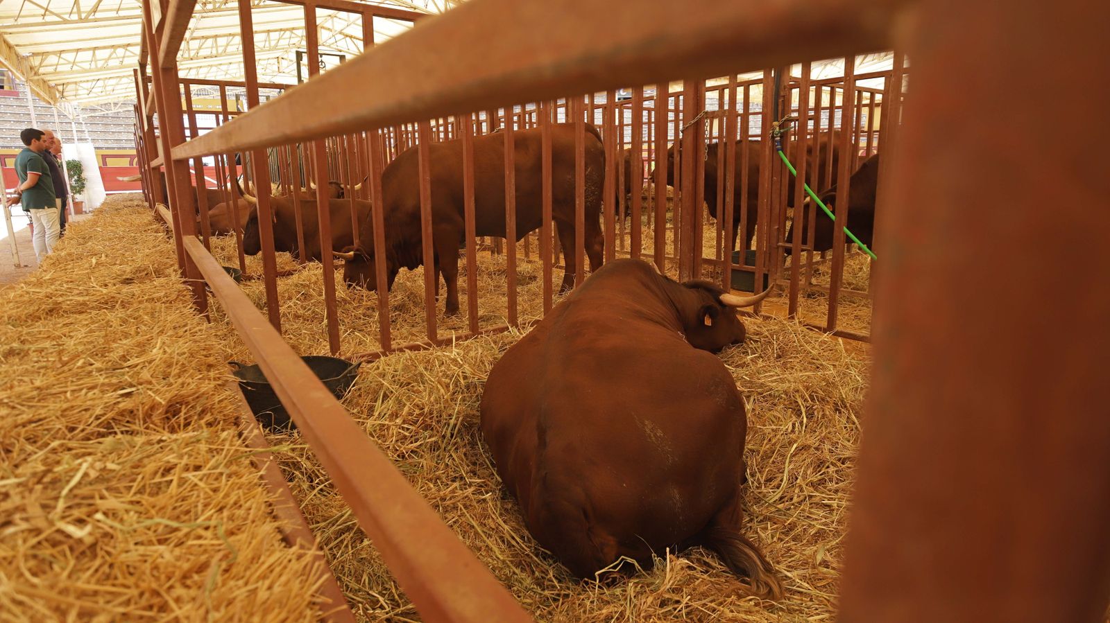 Fotos de la inauguración de la 171 Feria del Ganado de Algeciras