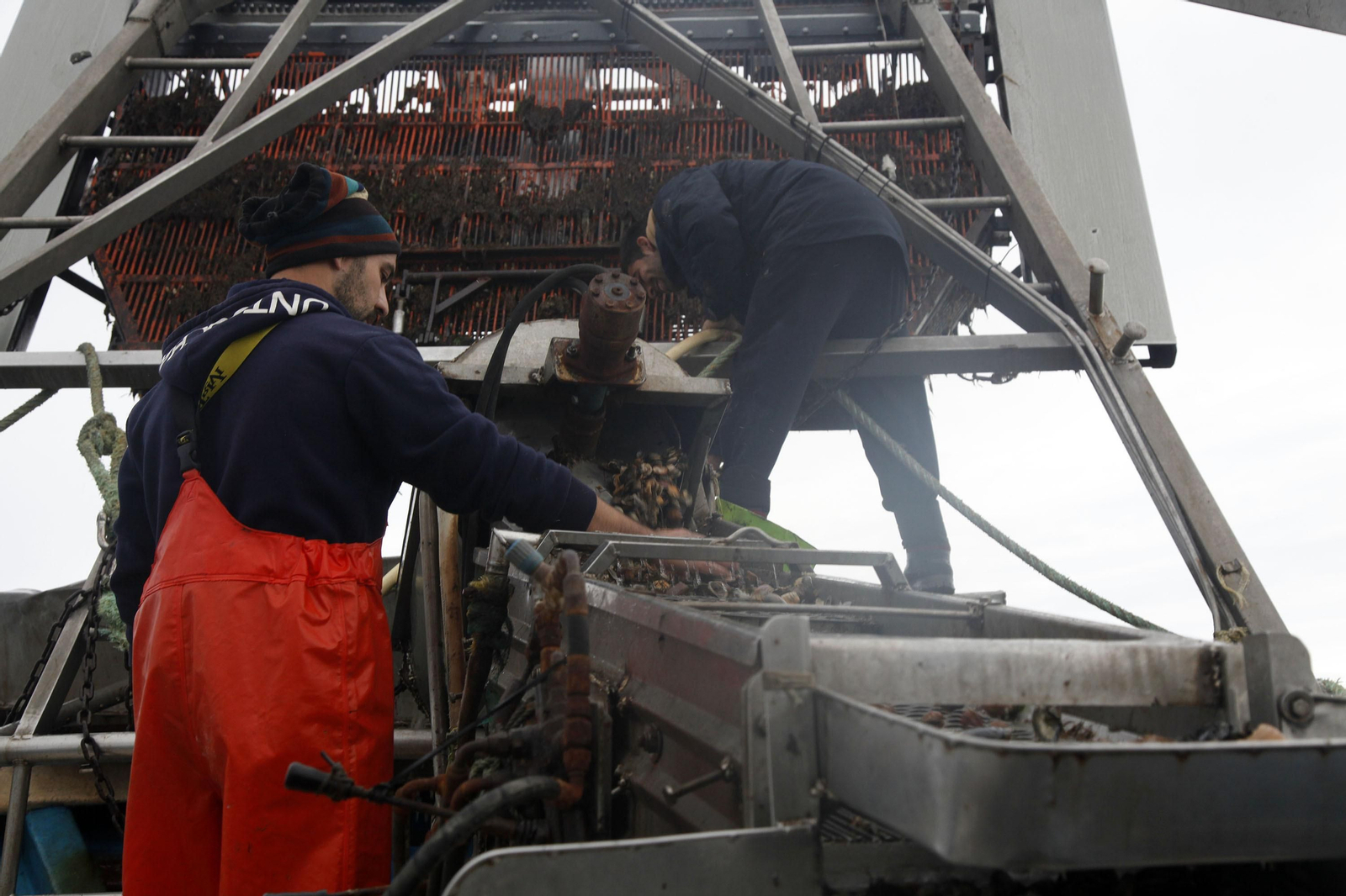 Chirleros trabajan en la draga hidráulica tras la captura del marisco.