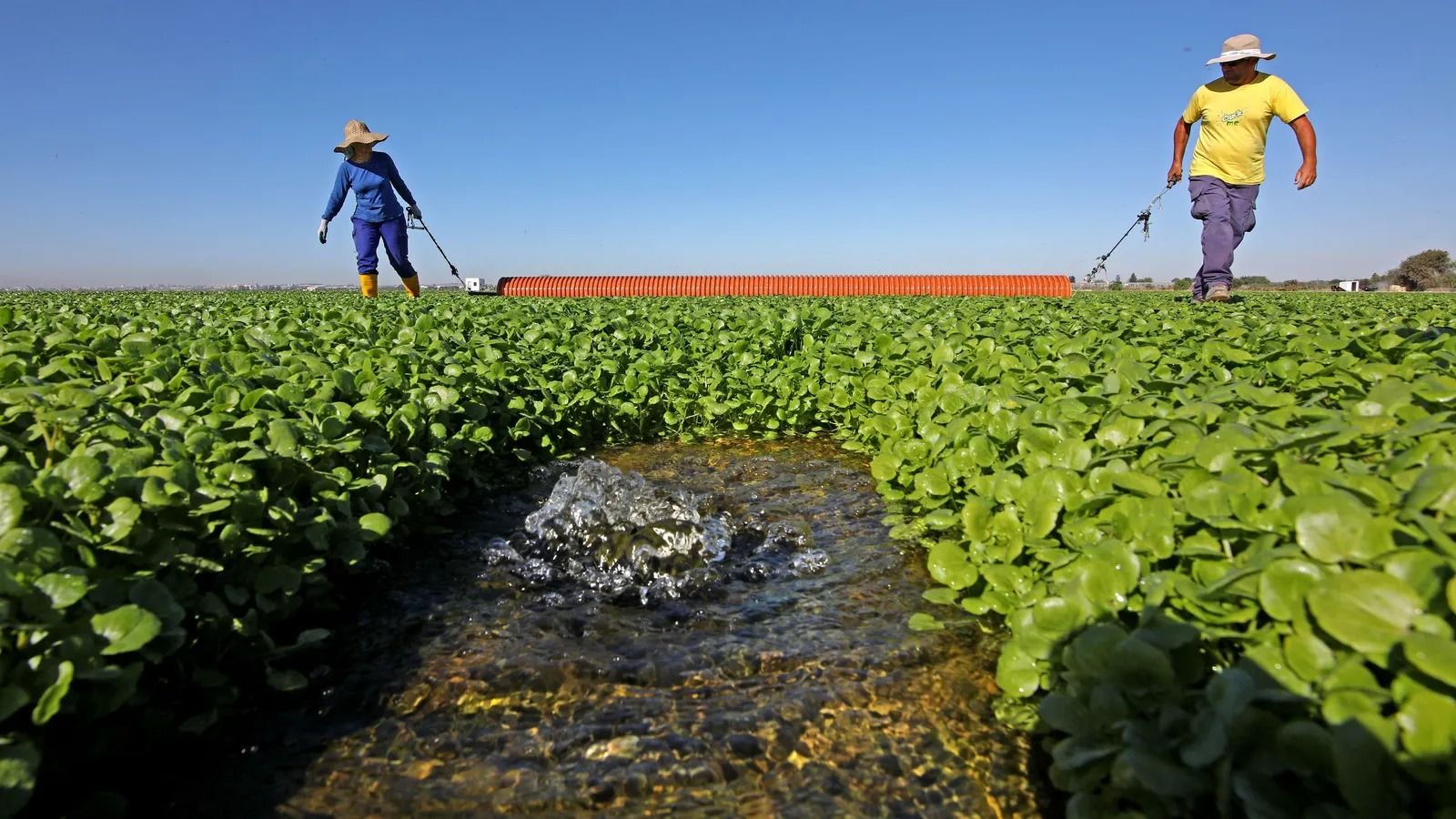 Trabajadores en una explotación agrícola.