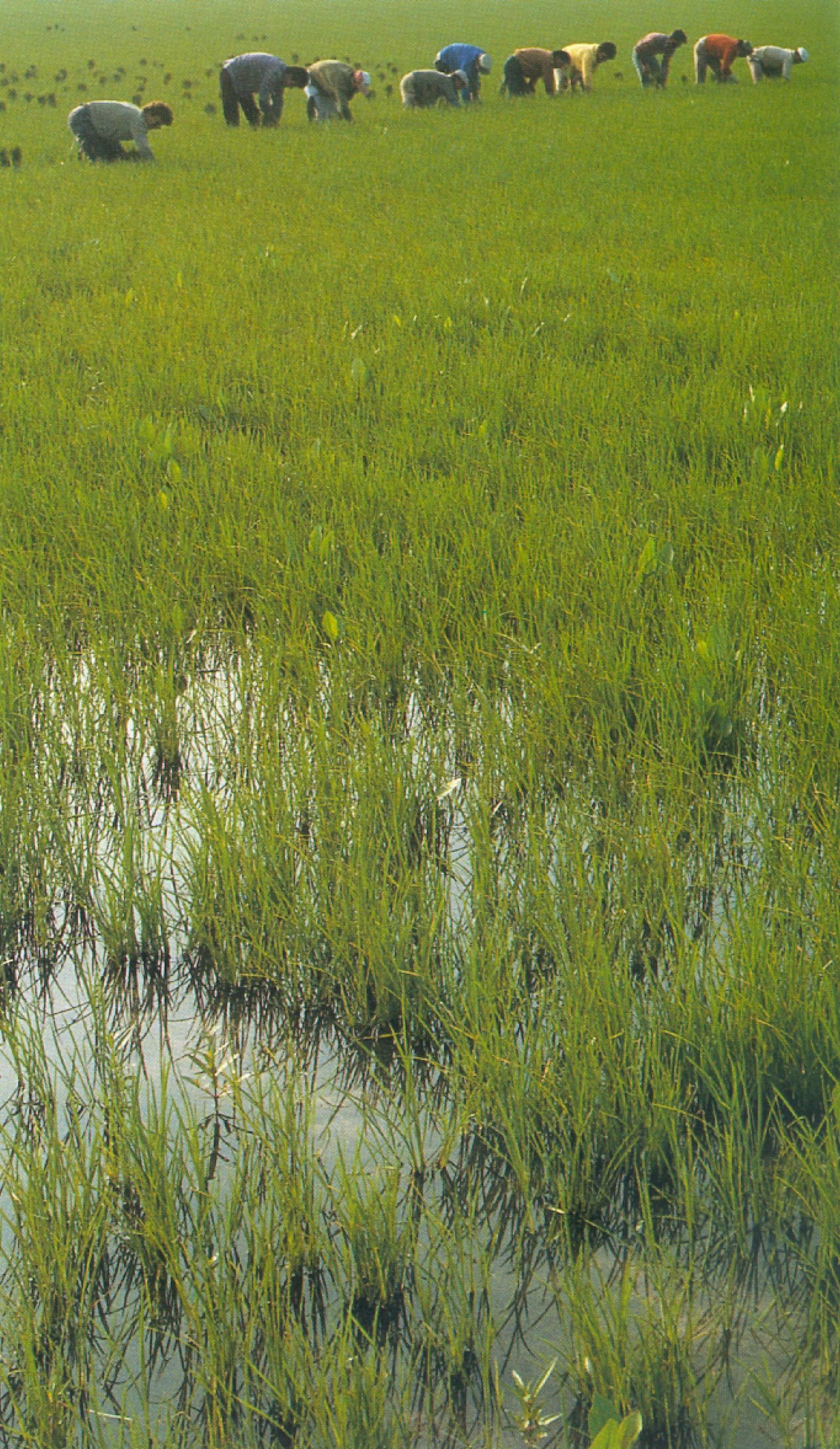 Recogiendo el arroz.