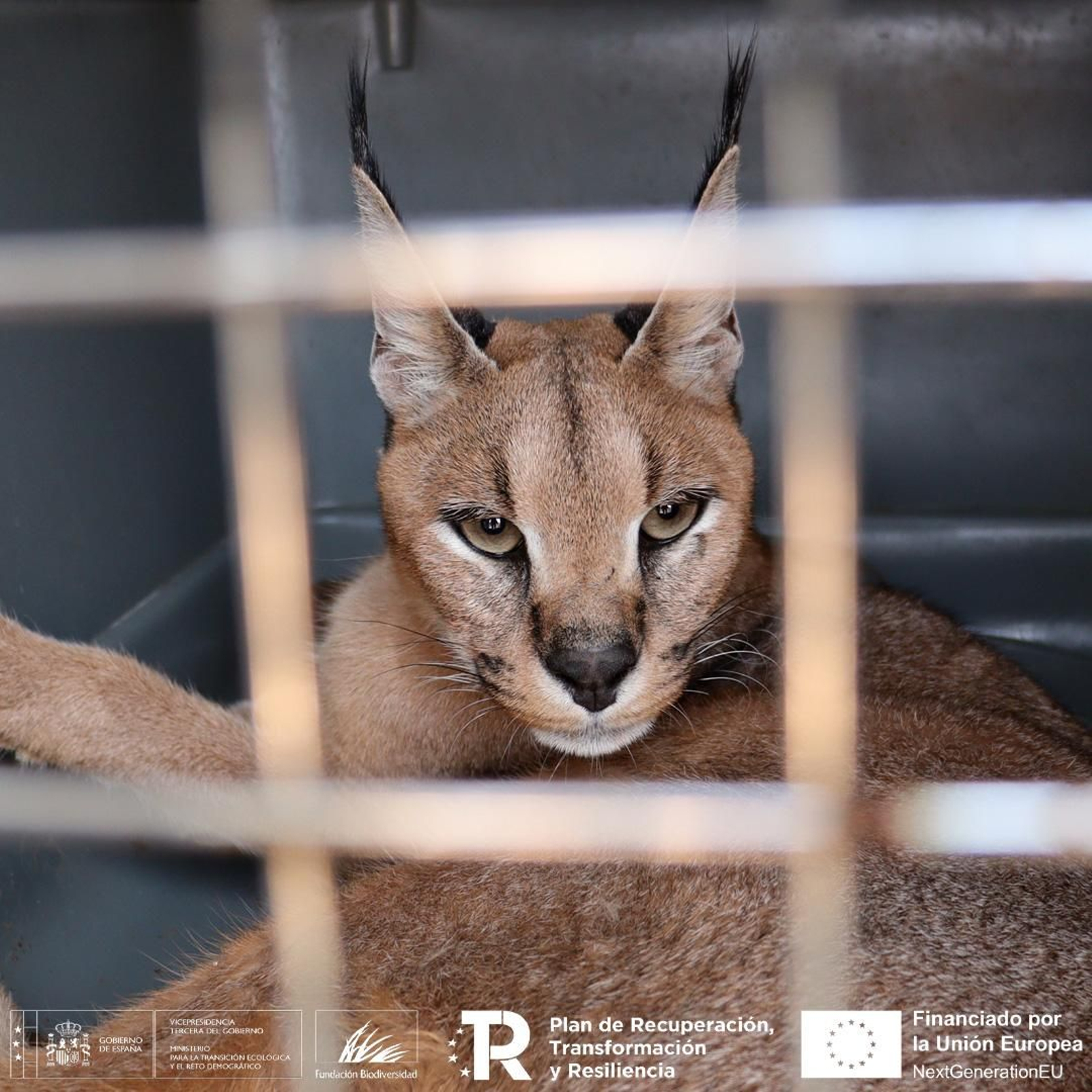Caracal