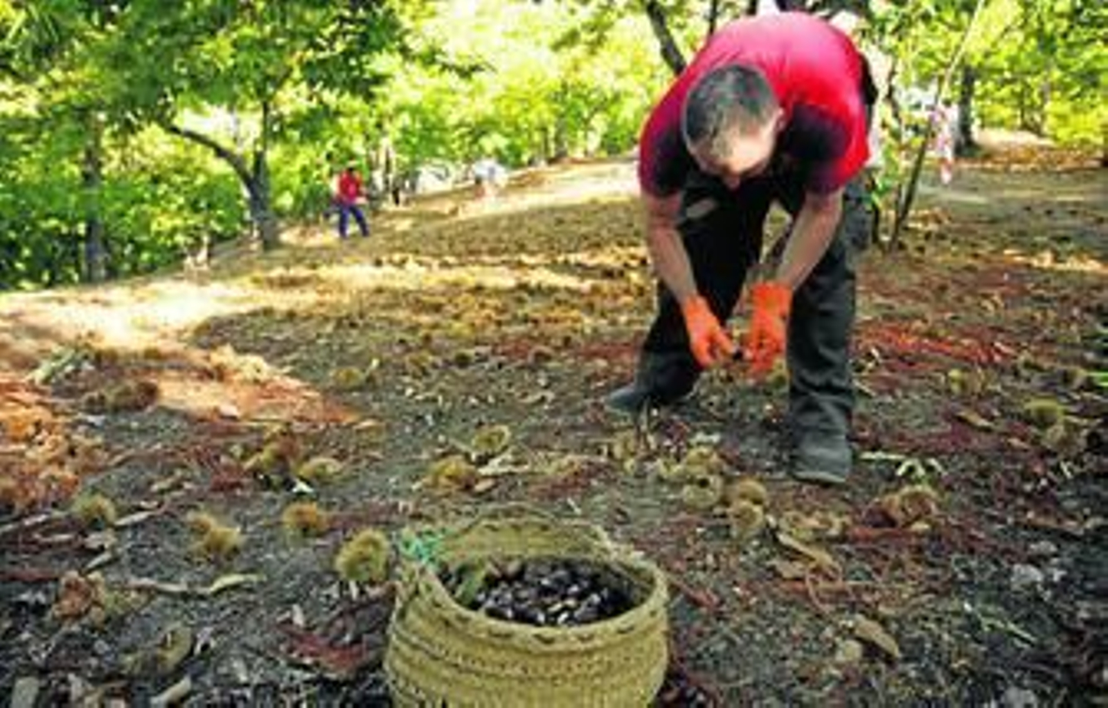 Un agricultor recoge castañas.