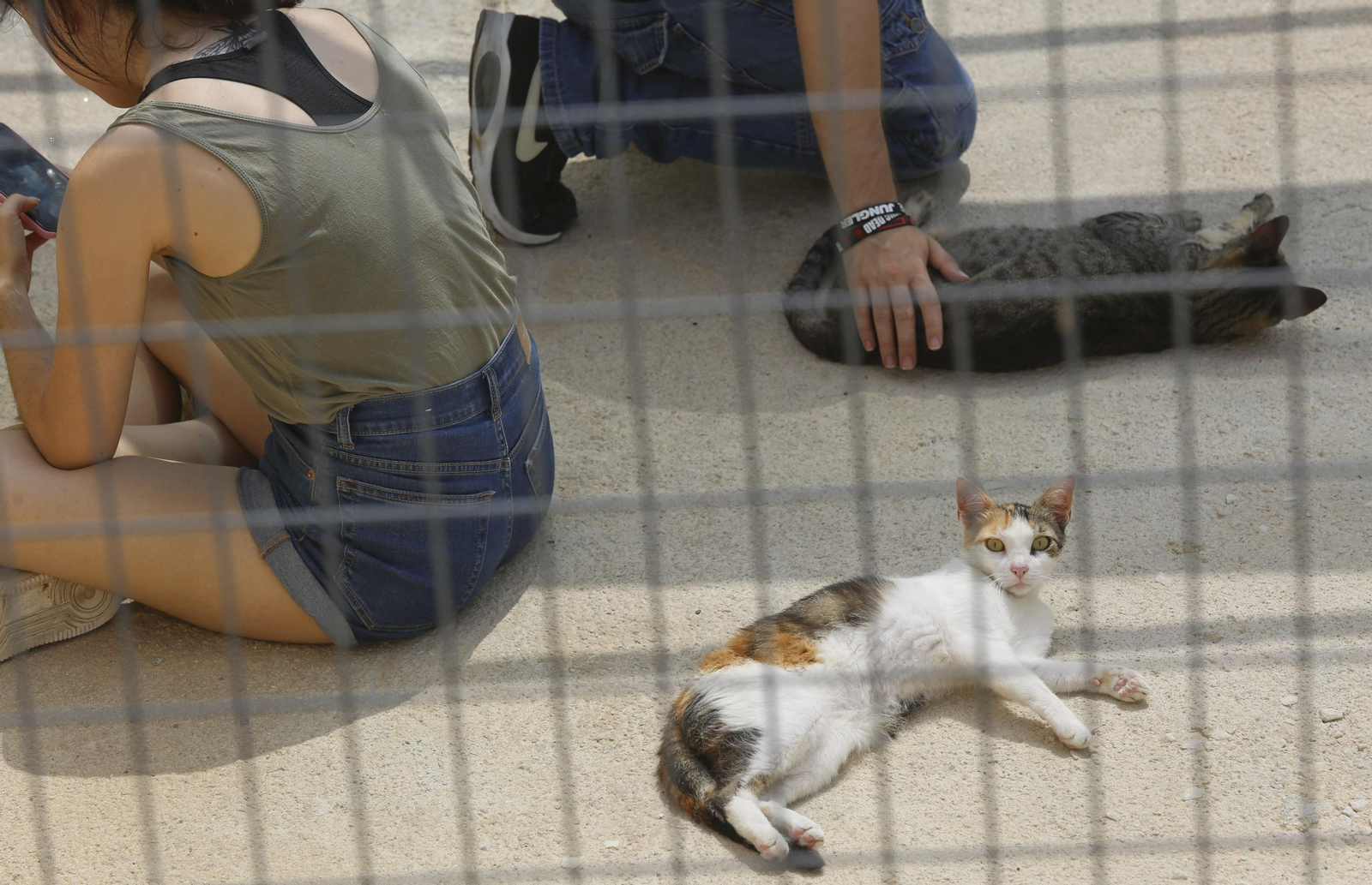 Las fotos de los animales de la Protectora de Málaga Las fotos de los animales de la Protectora de Málaga