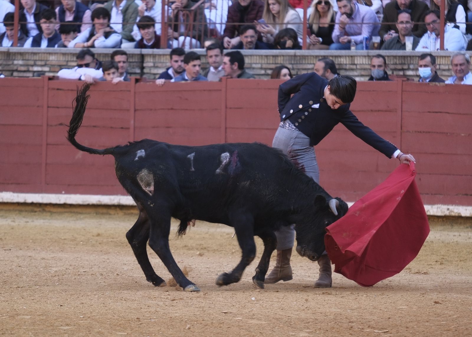 La becerrada en la plaza de toros de Córdoba en homenaje a la afición, en fotografías