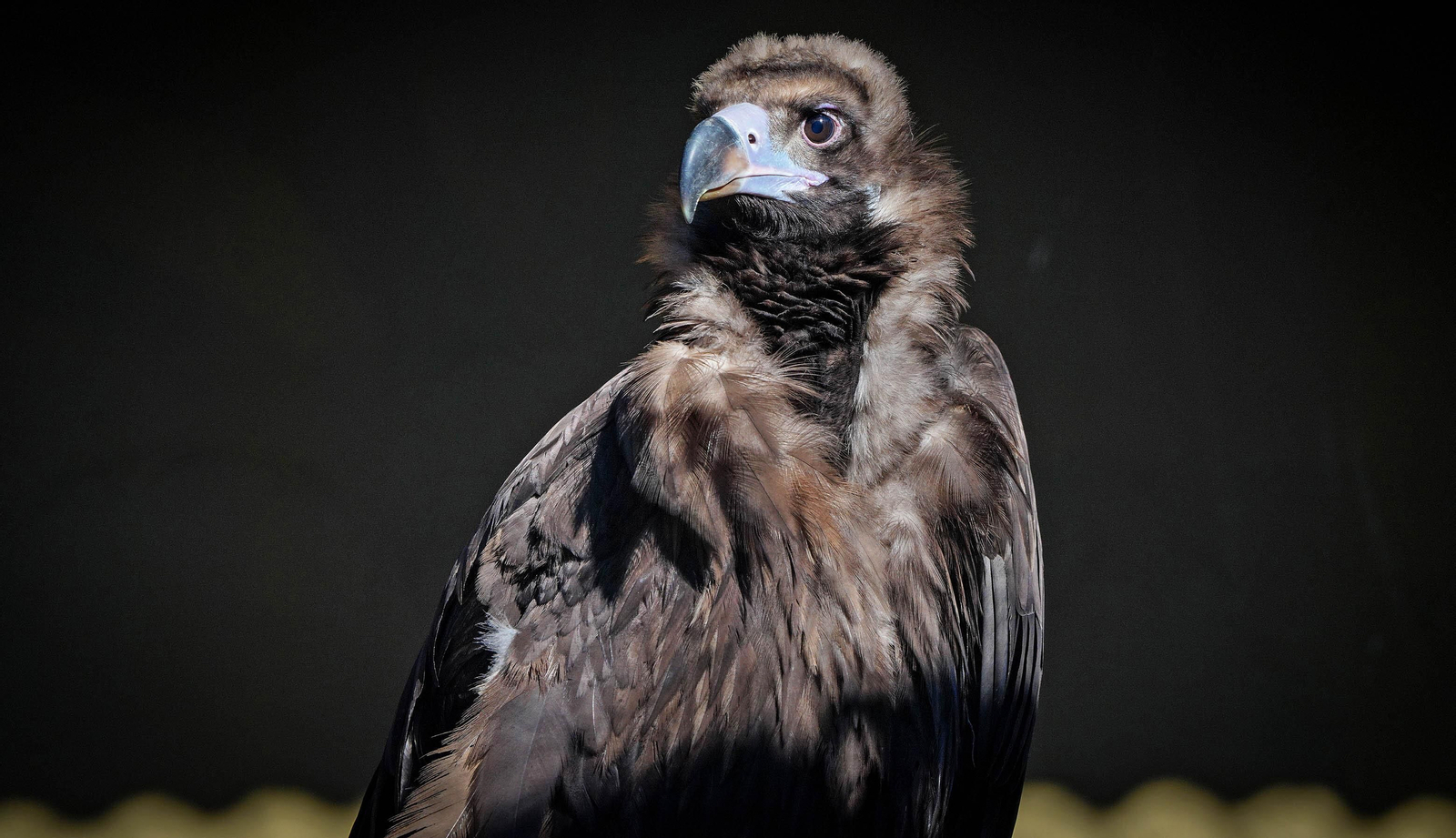 La especial mirada de los animales del Zoo de Jerez