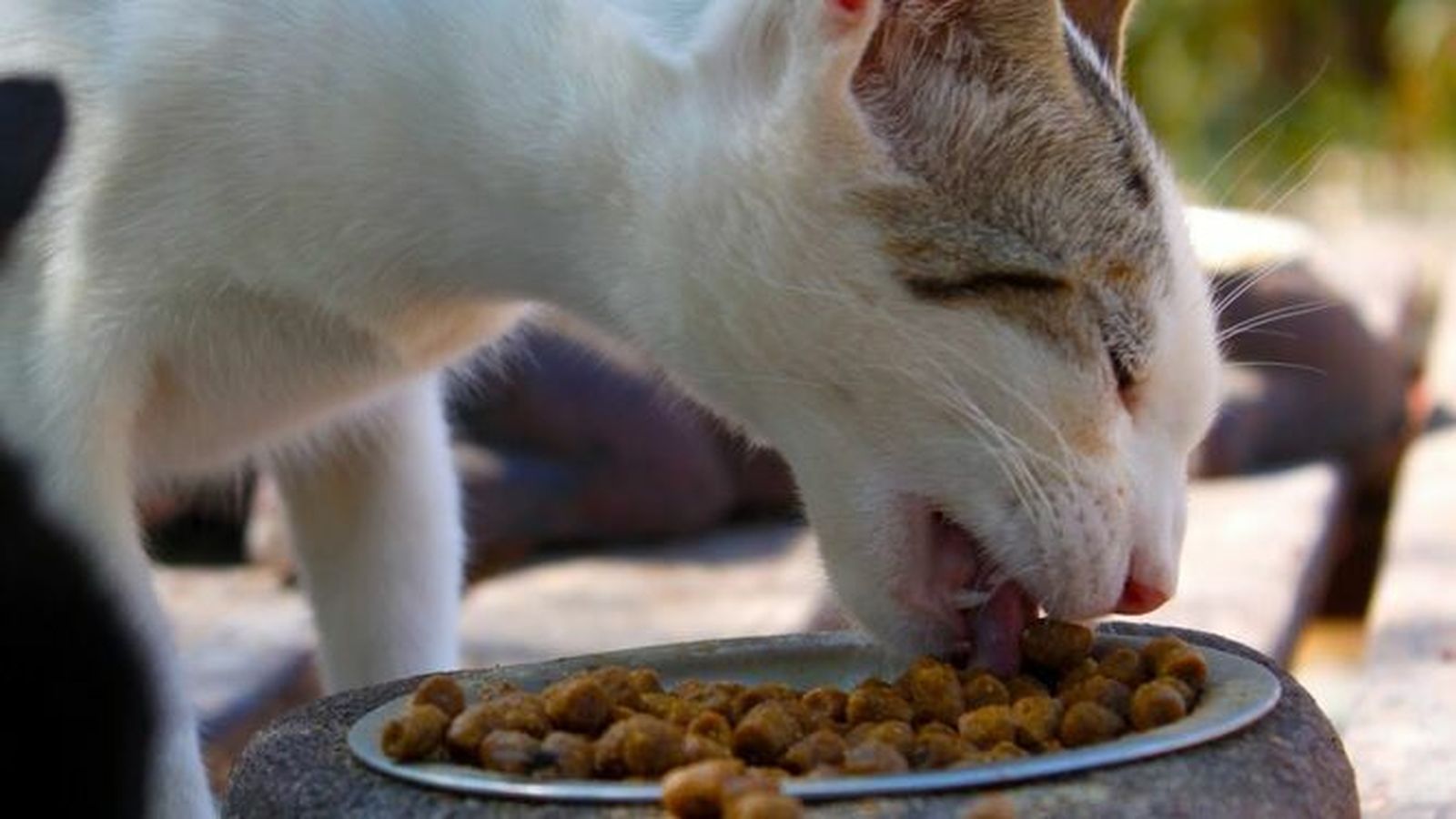 La entrega de pienso podrá realizarse de 10:00 a 22:00.