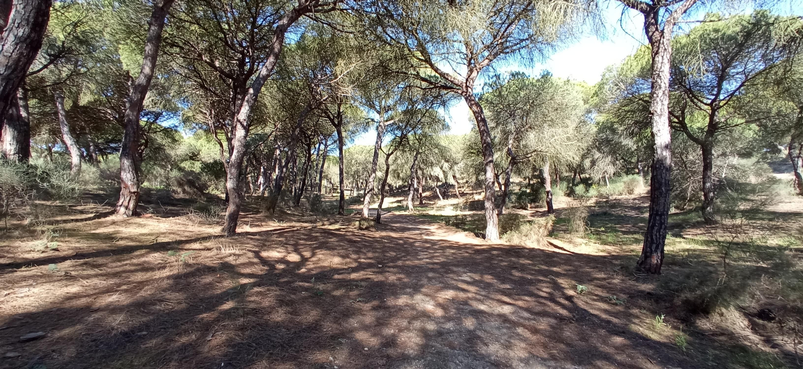 Las imágenes de la ruta de las salinas del Astur y los pinares de Punta Umbría