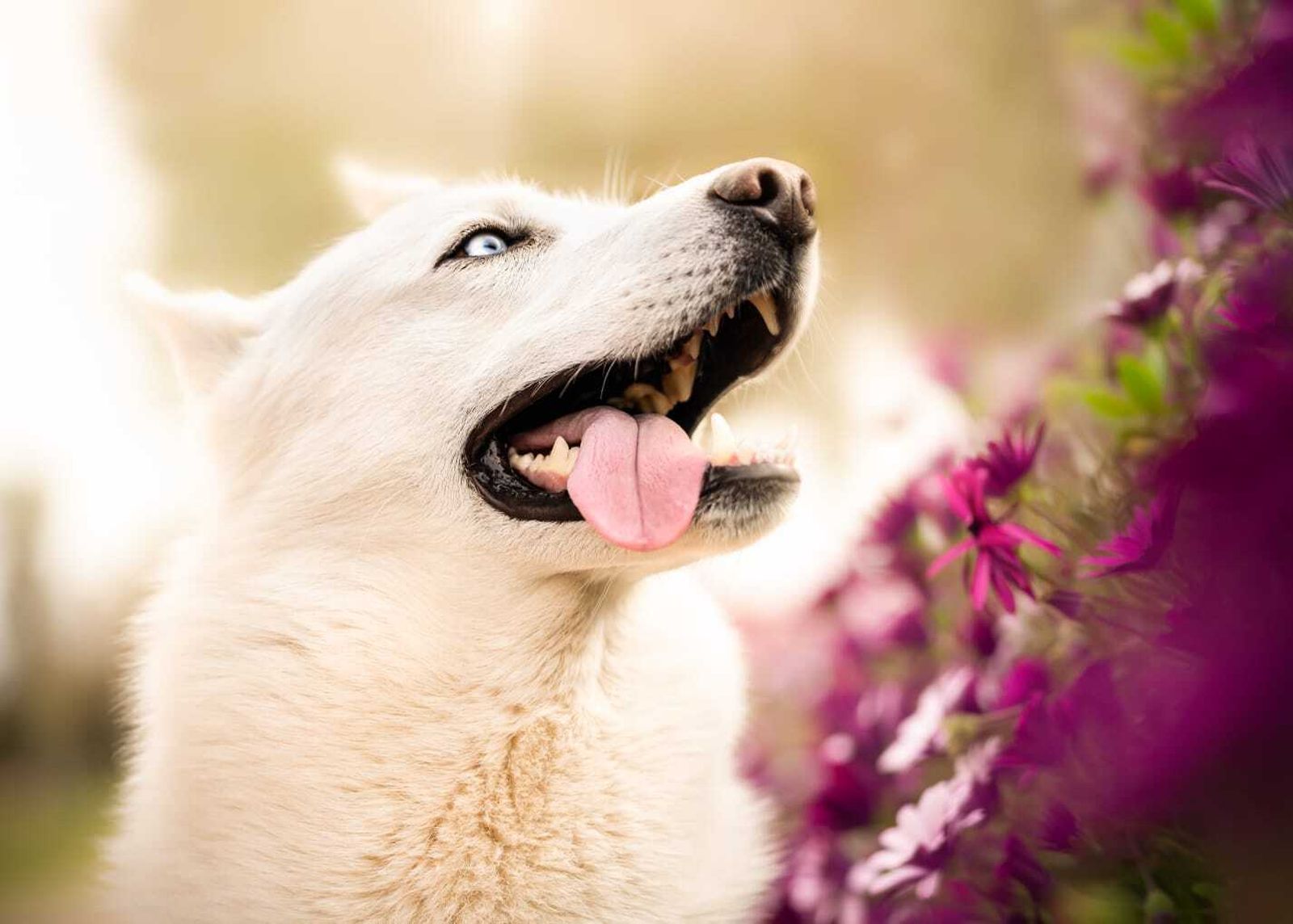 Álbum de las mascotas fotografiadas por 'El fotógrafo de mascotas'