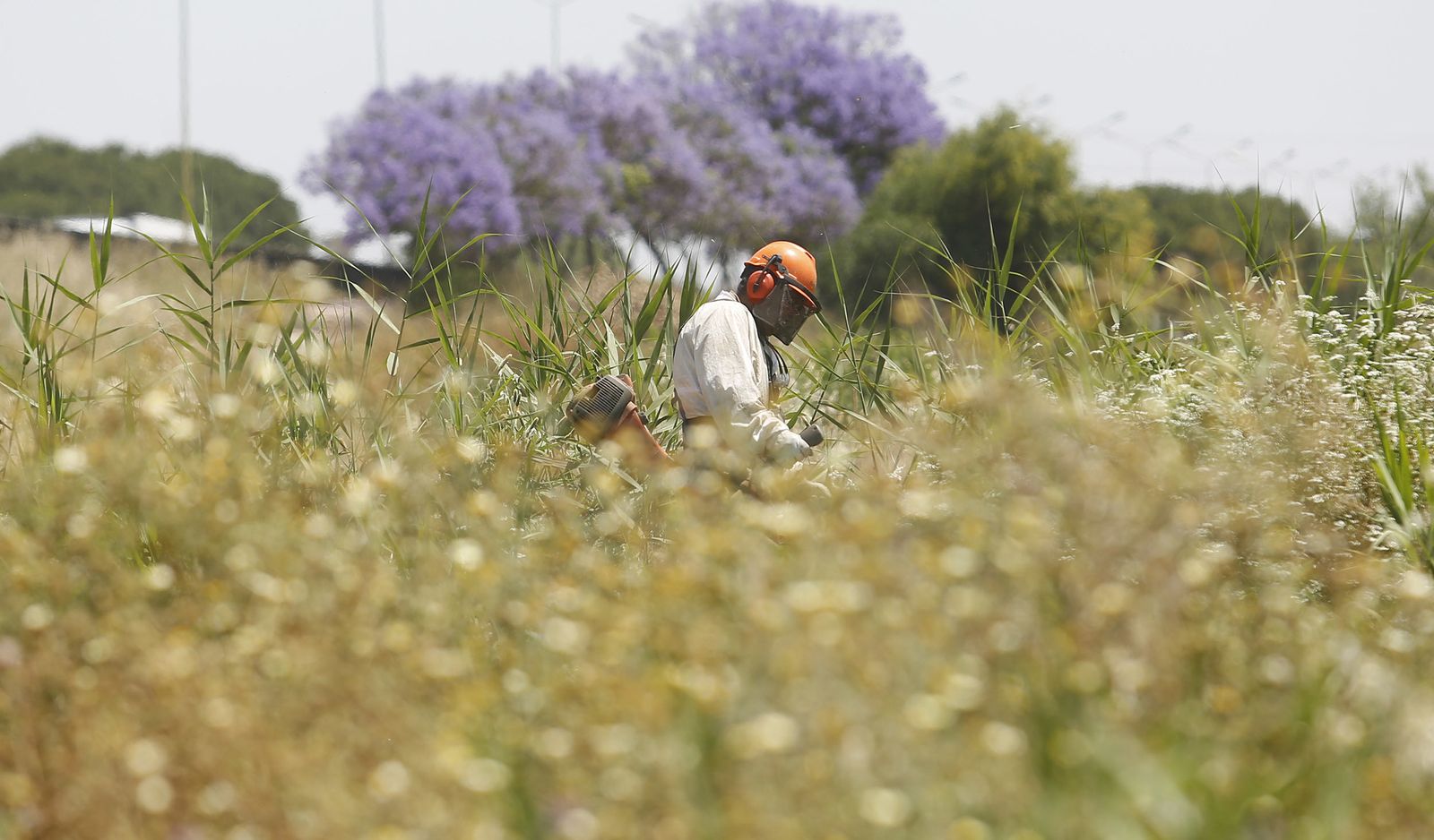 La búsqueda de Marta del Castillo bajo el puente del Alamillo, en imágenes