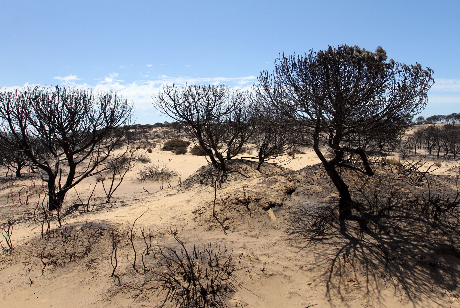 Imágenes de las consecuencias del incendio de Moguer
