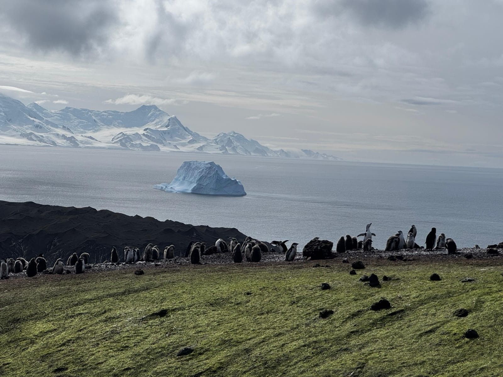 Pingüinera en la Antá (16731362)