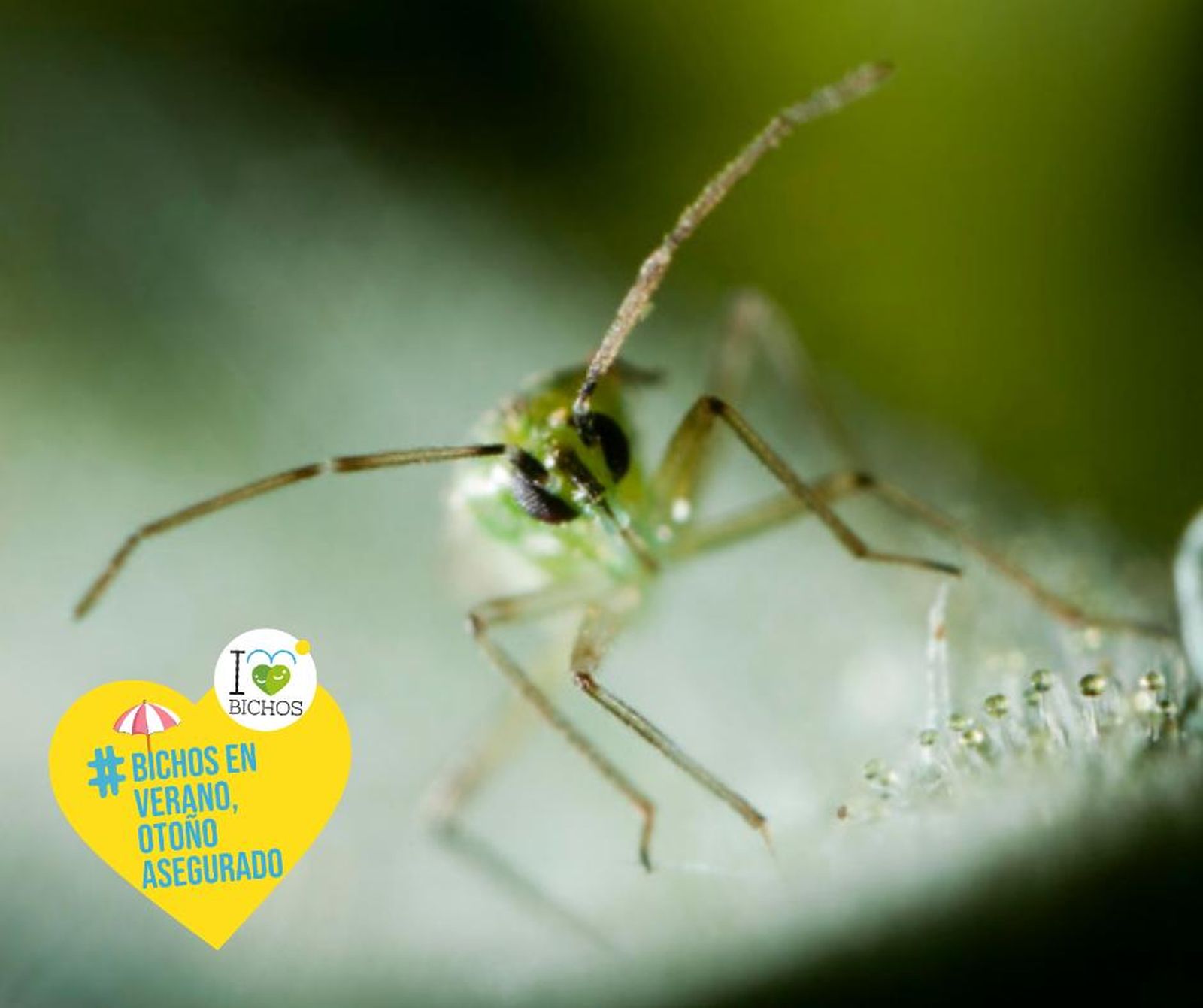 Hortyfruta continúa en verano con la campaña I Love Bichos. Cultivos Naturalmente Protegidos