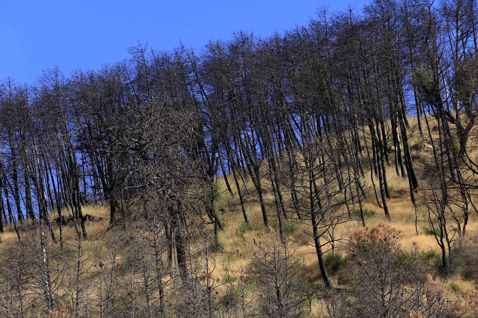 Un año del gran incendio de Sierra Bermeja, en fotos.