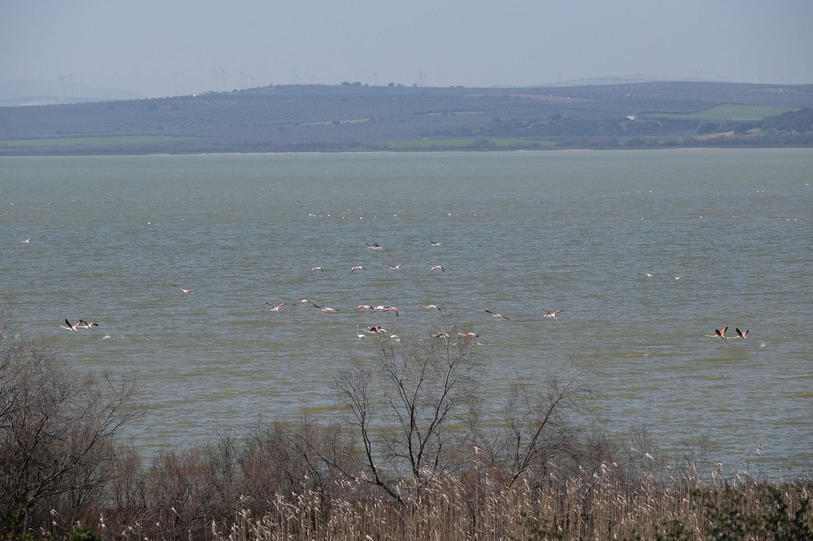 Las lluvias transforman el paisaje en el interior de Málaga, en imágenes