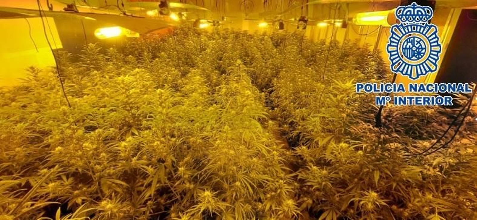 Las plantas de marihuana intervenidas en una nave industrial de Alhaurín de la Torre.