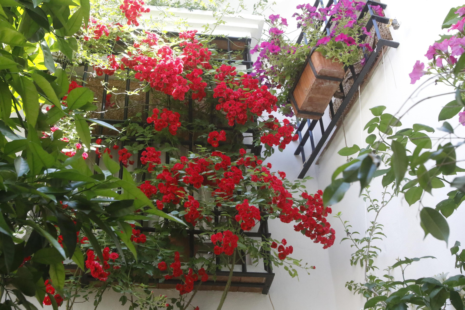 Ruta Santa Marina - San Agustín de los Patios de Córdoba, en imágenes