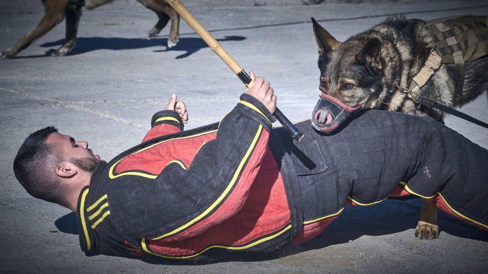 Maniobras Canex con unidades caninas de las Fuerzas Armadas, Policía y Guardia Civil