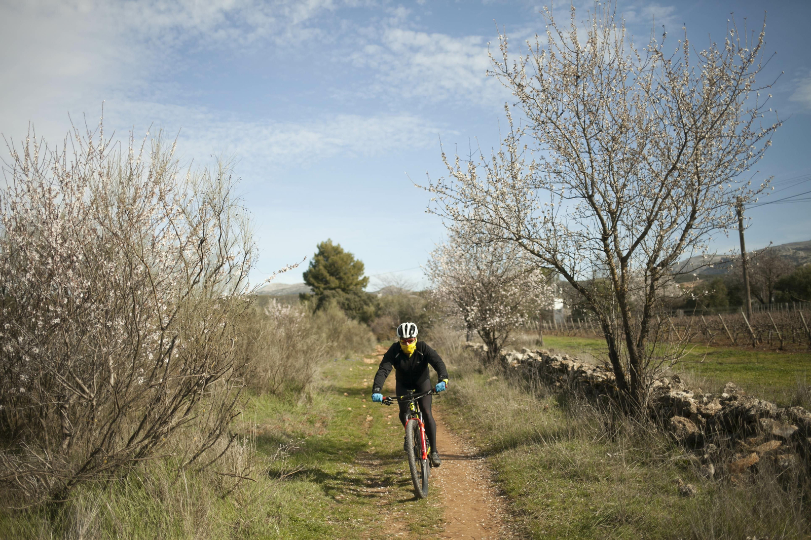 Fotos: los almendros anuncian la primavera