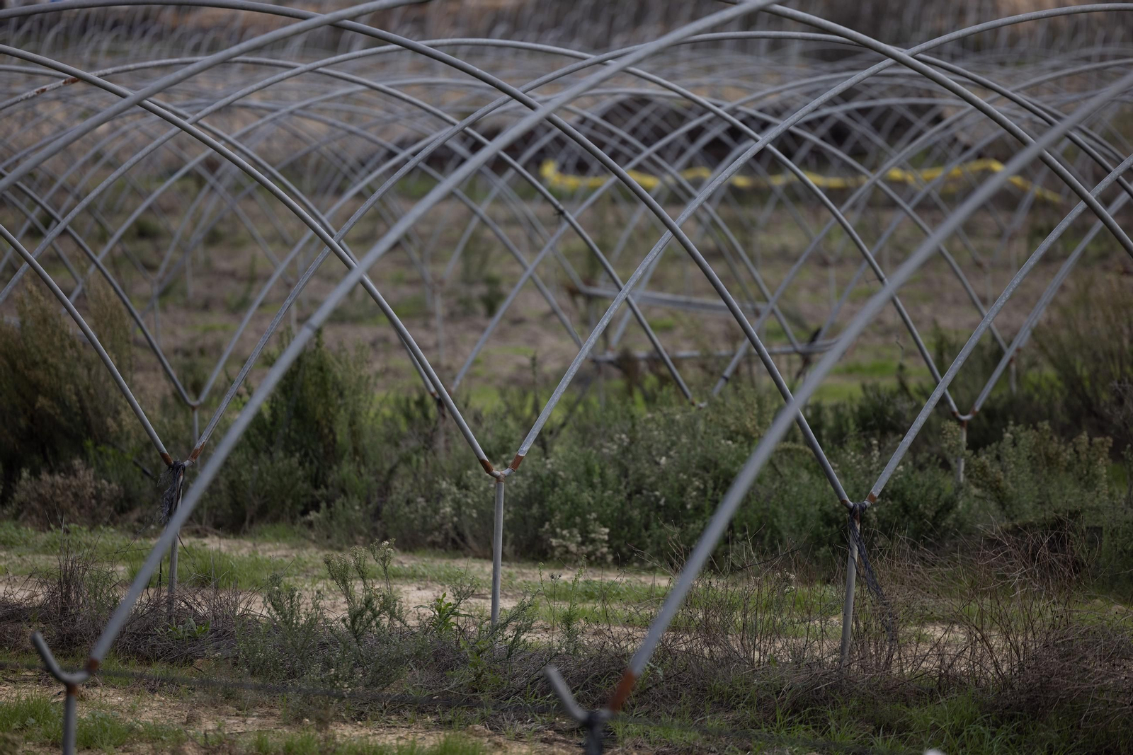 Las fotos de los cultivos en Doñana después del acuerdo sobre la regulación de regadios