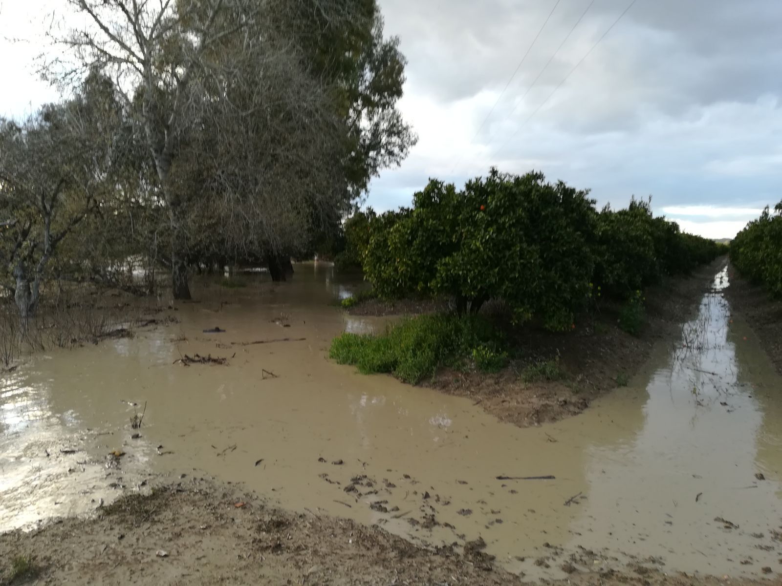 El río Genil desbordado en la zona de huertas Pedro Díaz, fuera del casco urbano.