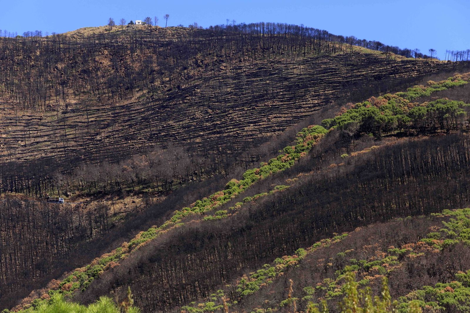 Un año del gran incendio de Sierra Bermeja, en fotos.