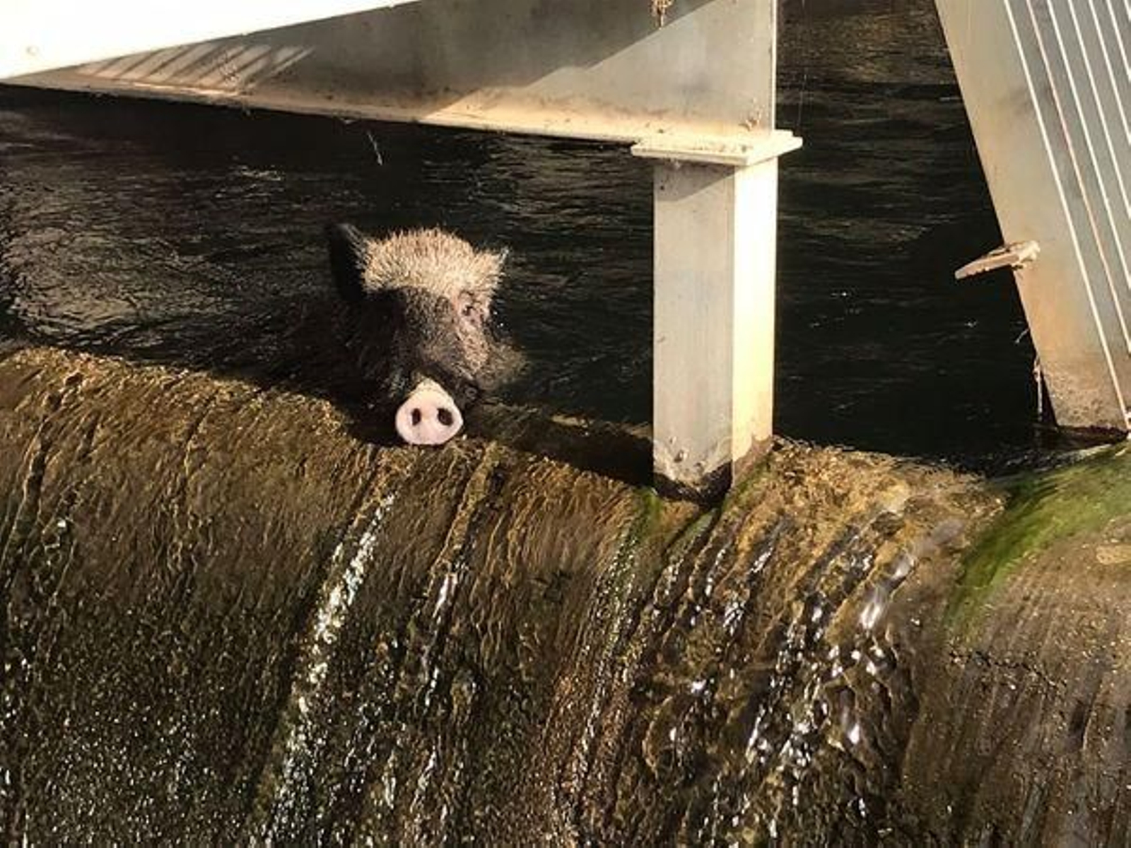 El jabalí atrapado en el canal de riego.