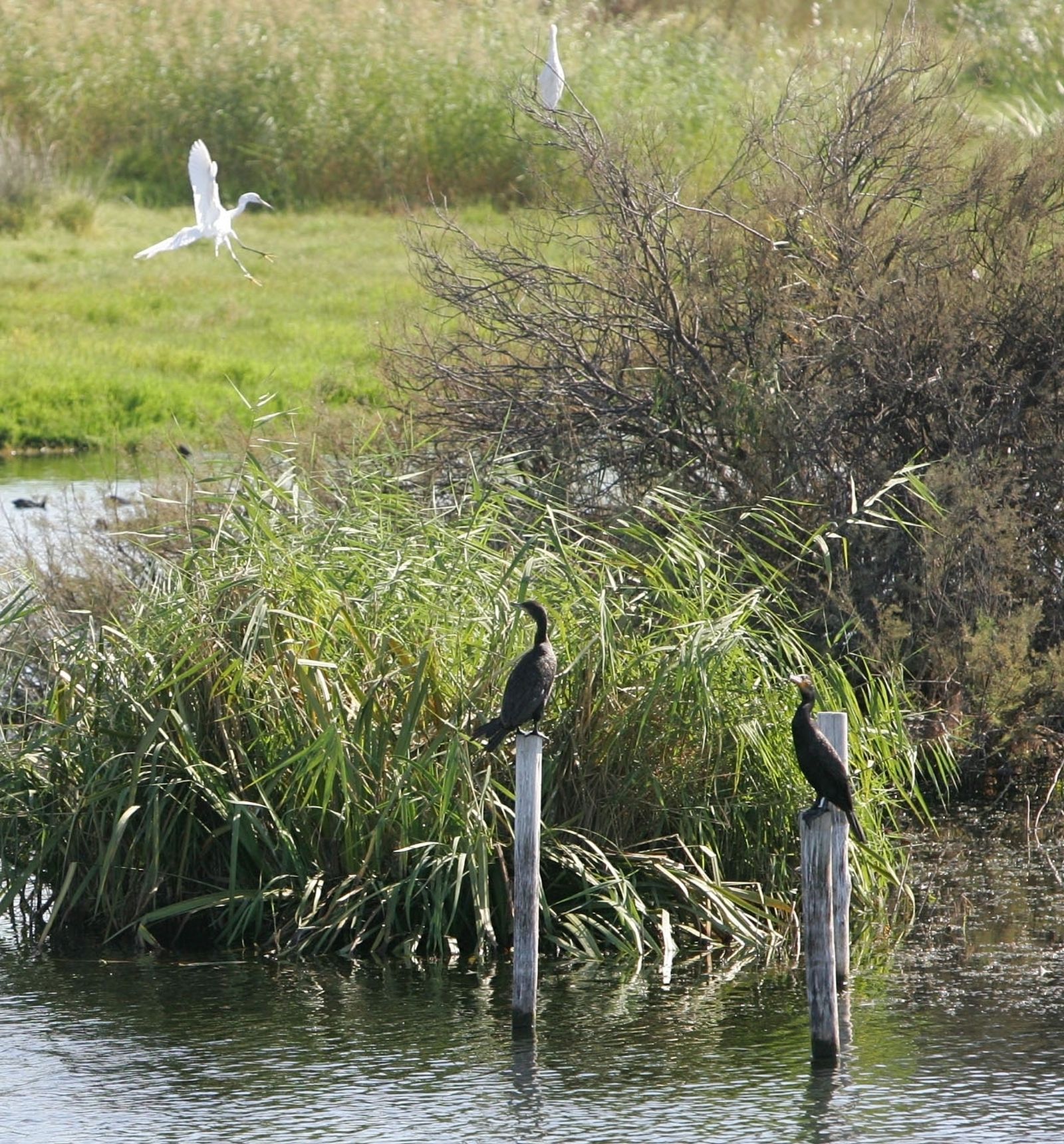 Cerca de la capital hay un auténtico laboratorio biológico. Es un Paraje Natural en el que se centran muchos esfuerzos en mantener la supervivencia de especies botánicas amenazadas, algunas de ellas autóctonas.