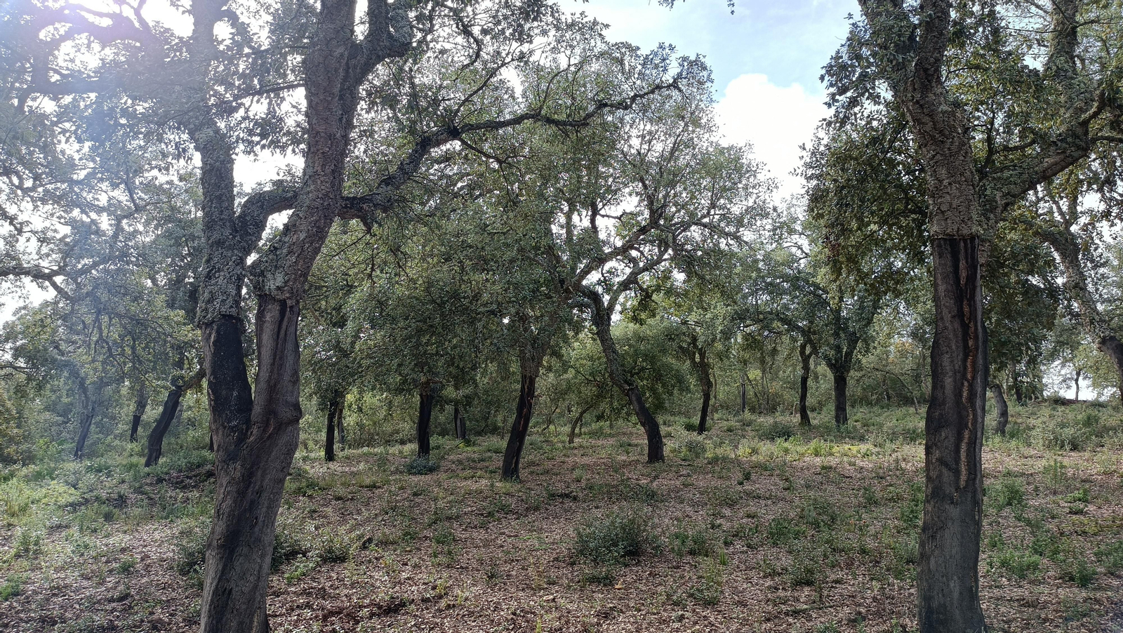 El Rebollar de San Nicolás del Puerto.