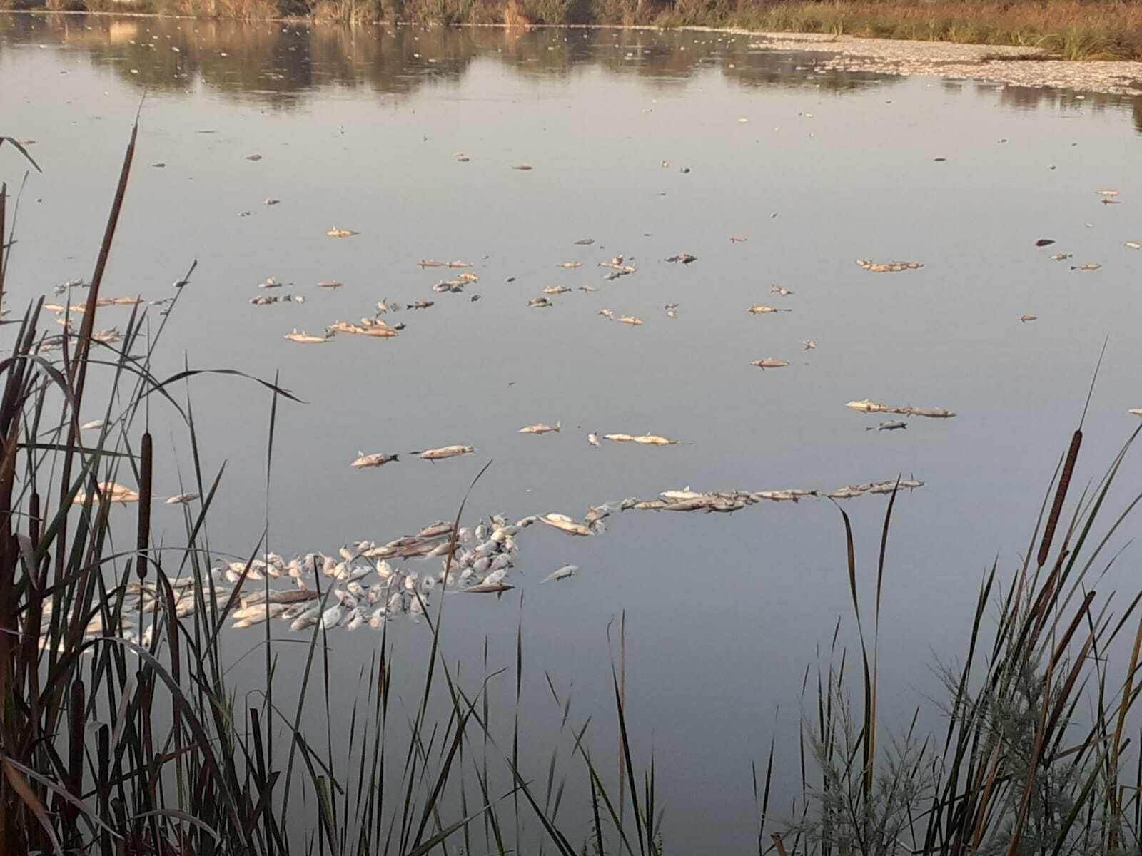 Los peces flotando sobre las aguas del Estero Domingo Rubio.