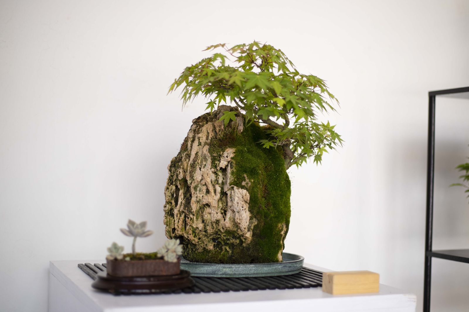 La Exposición de Bonsái de Primavera de Córdoba, en fotografías