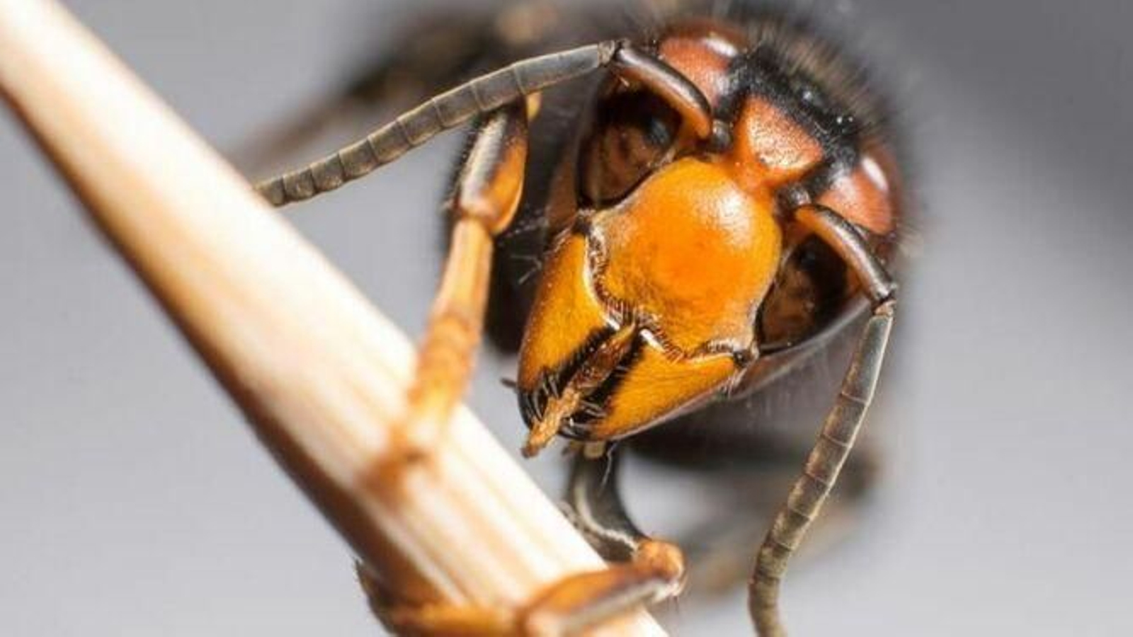 Cuáles son las diferencias entre avispa asiática y avispón oriental
