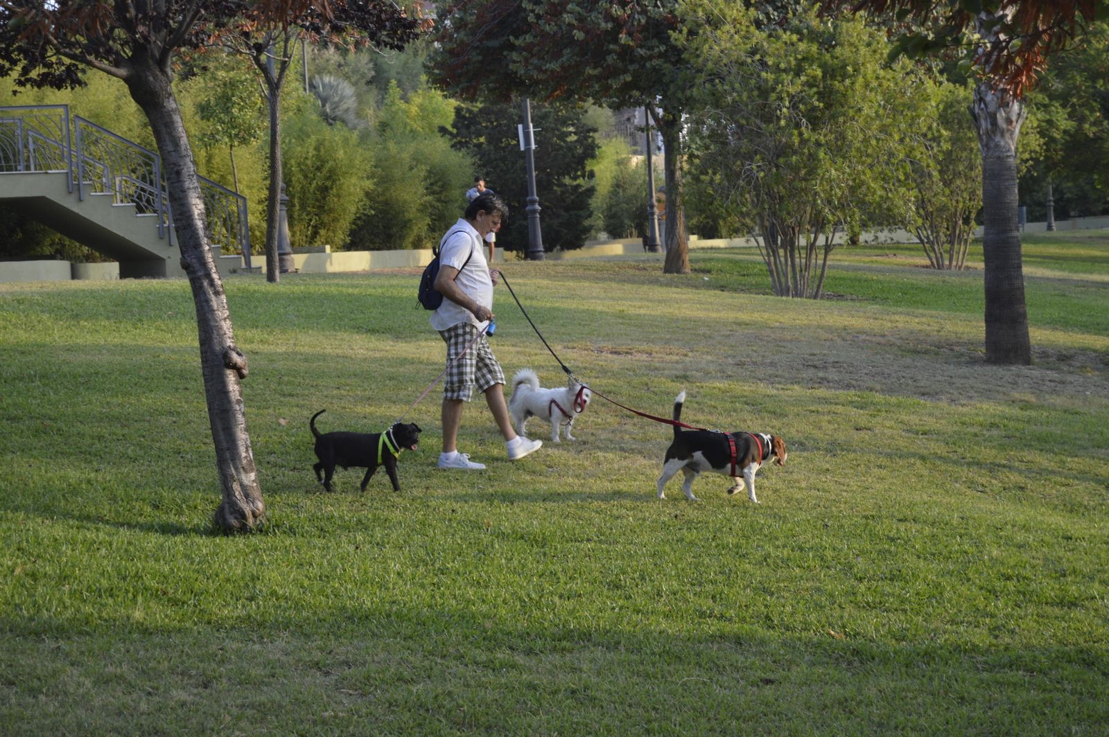 Denuncian en Málaga a más de 2.600 personas por no recoger los excrementos de sus mascotas