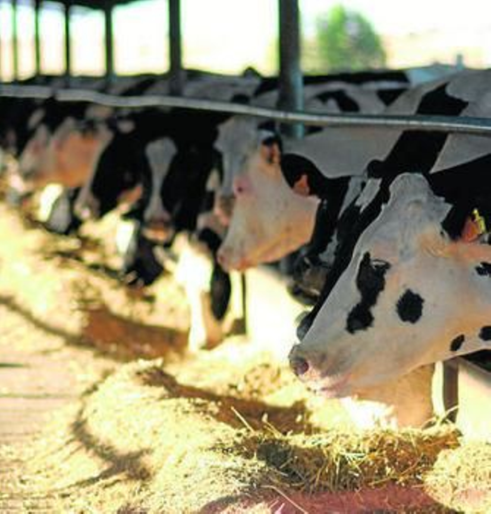 La ayuda asociada al vacuno de leche se está pagando ya también.