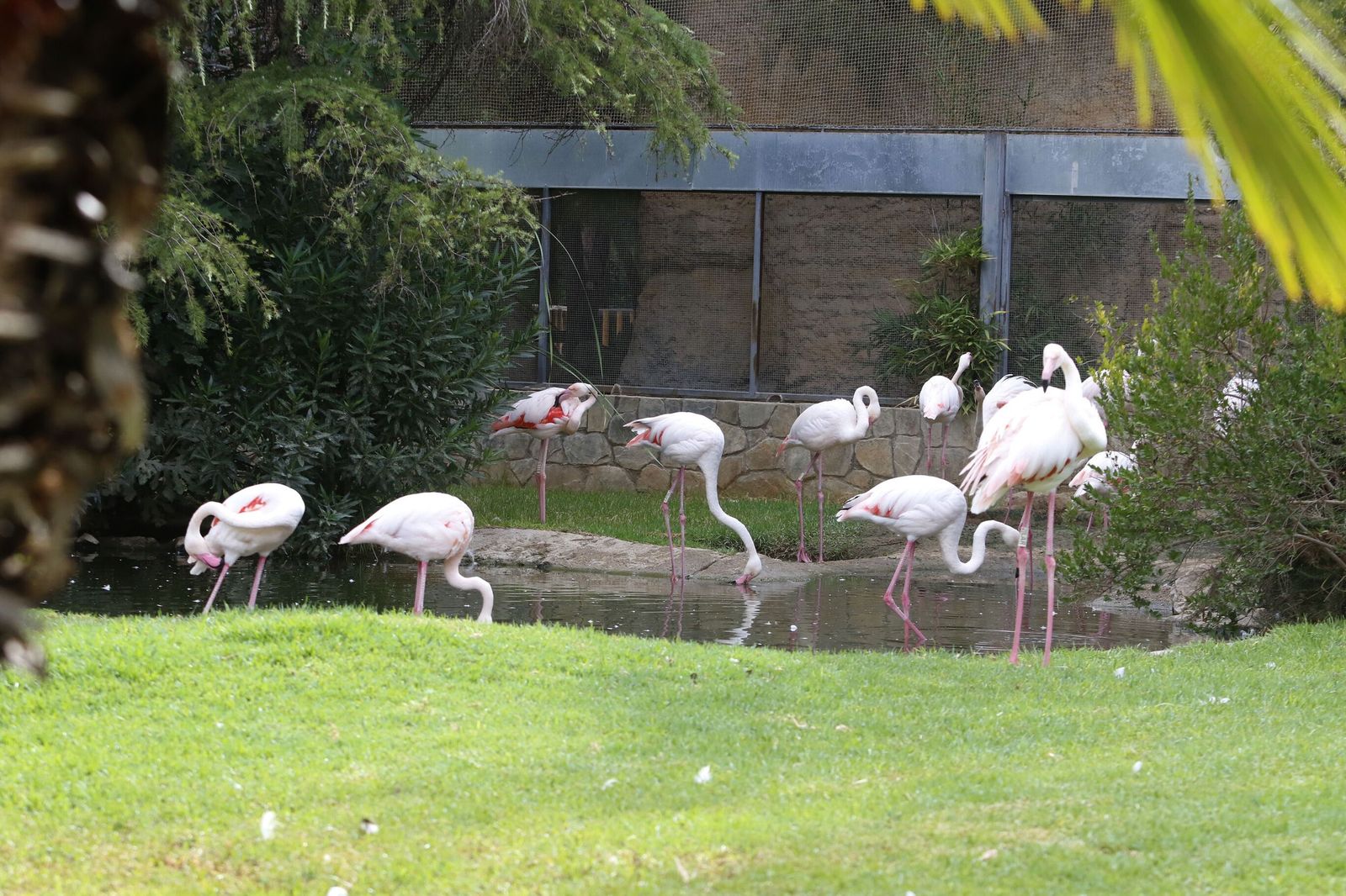 Flamencos en el Zoo de Córdoba.