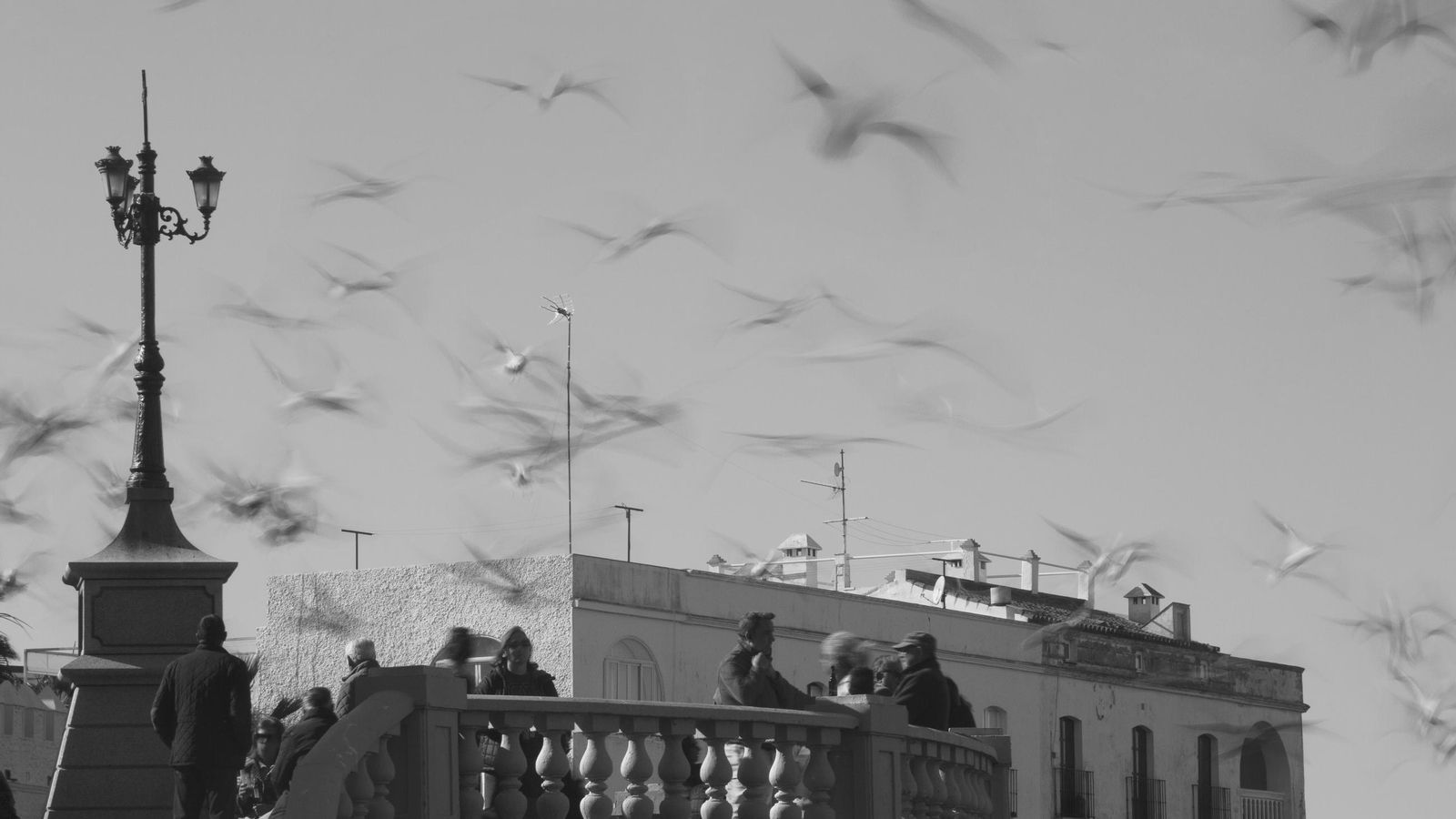 Gaviotas en el cielo de Chipiona.